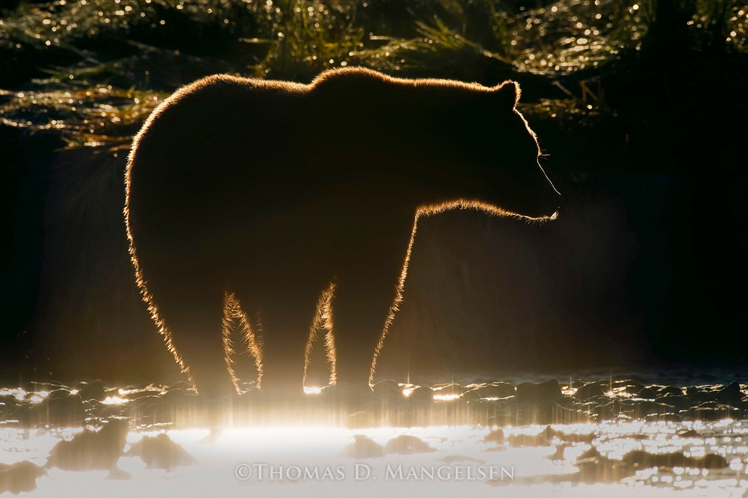 The Golden Bear by Thomas D. Mangelsen