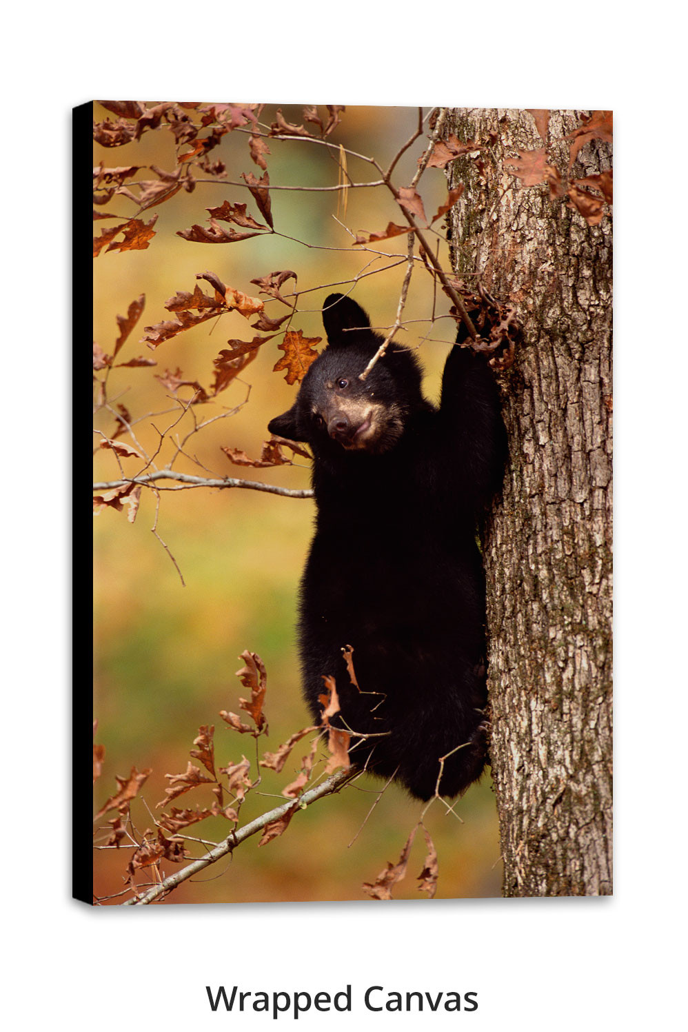 〜50s BLACK BEAR クルーザージャケット October's Oak - Black Bear by Thomas D. Mangelsen