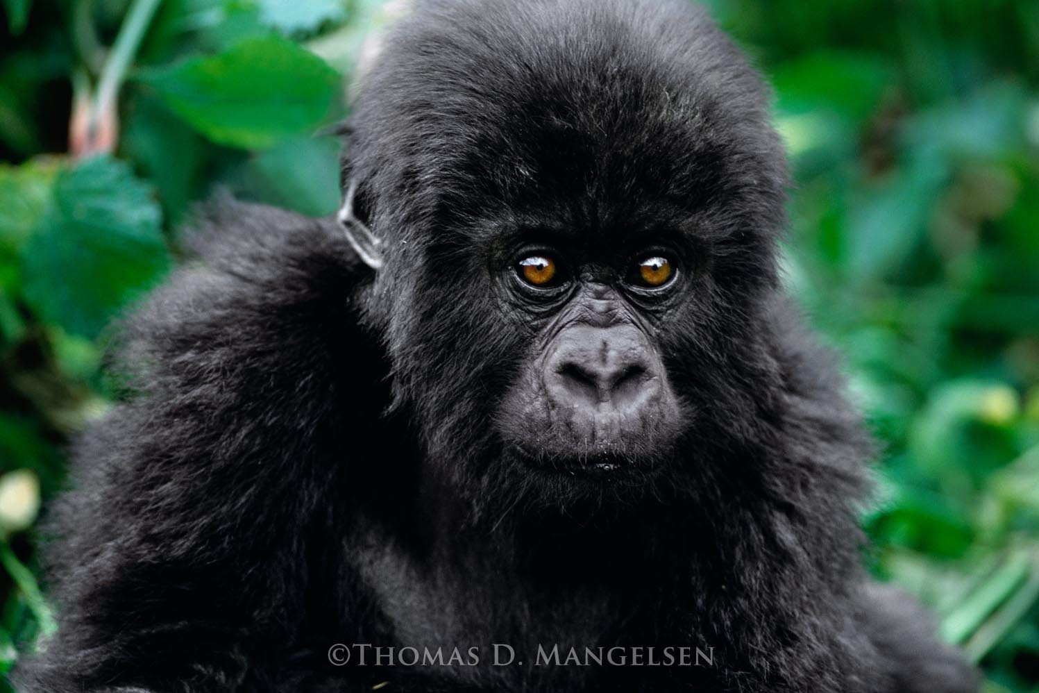 images for gorillas