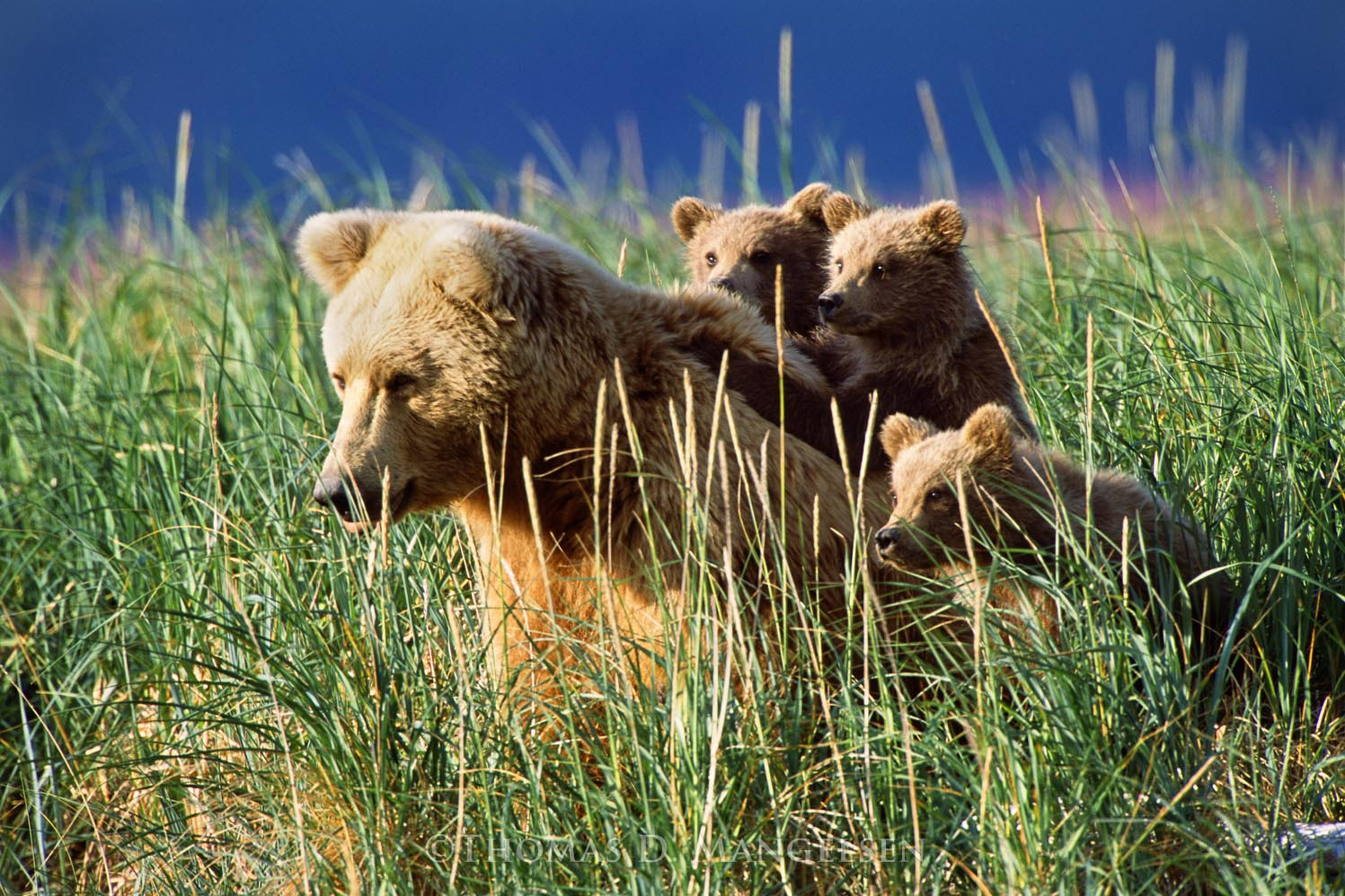 All Aboard - Brown Bears by Thomas D. Mangelsen