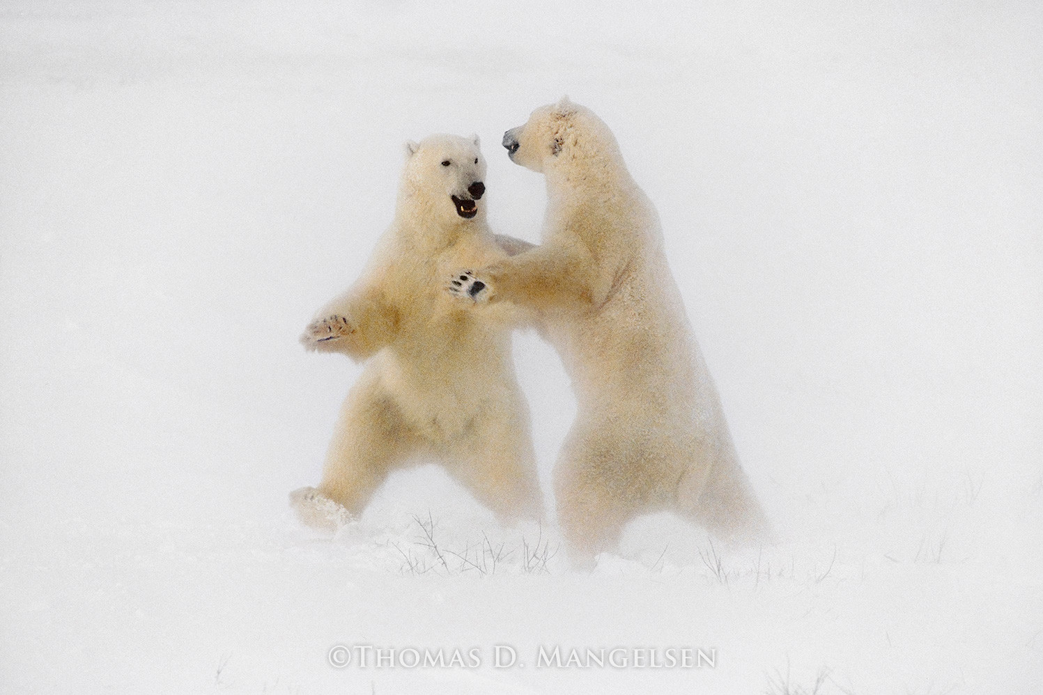 Polar Dance by Thomas D. Mangelsen