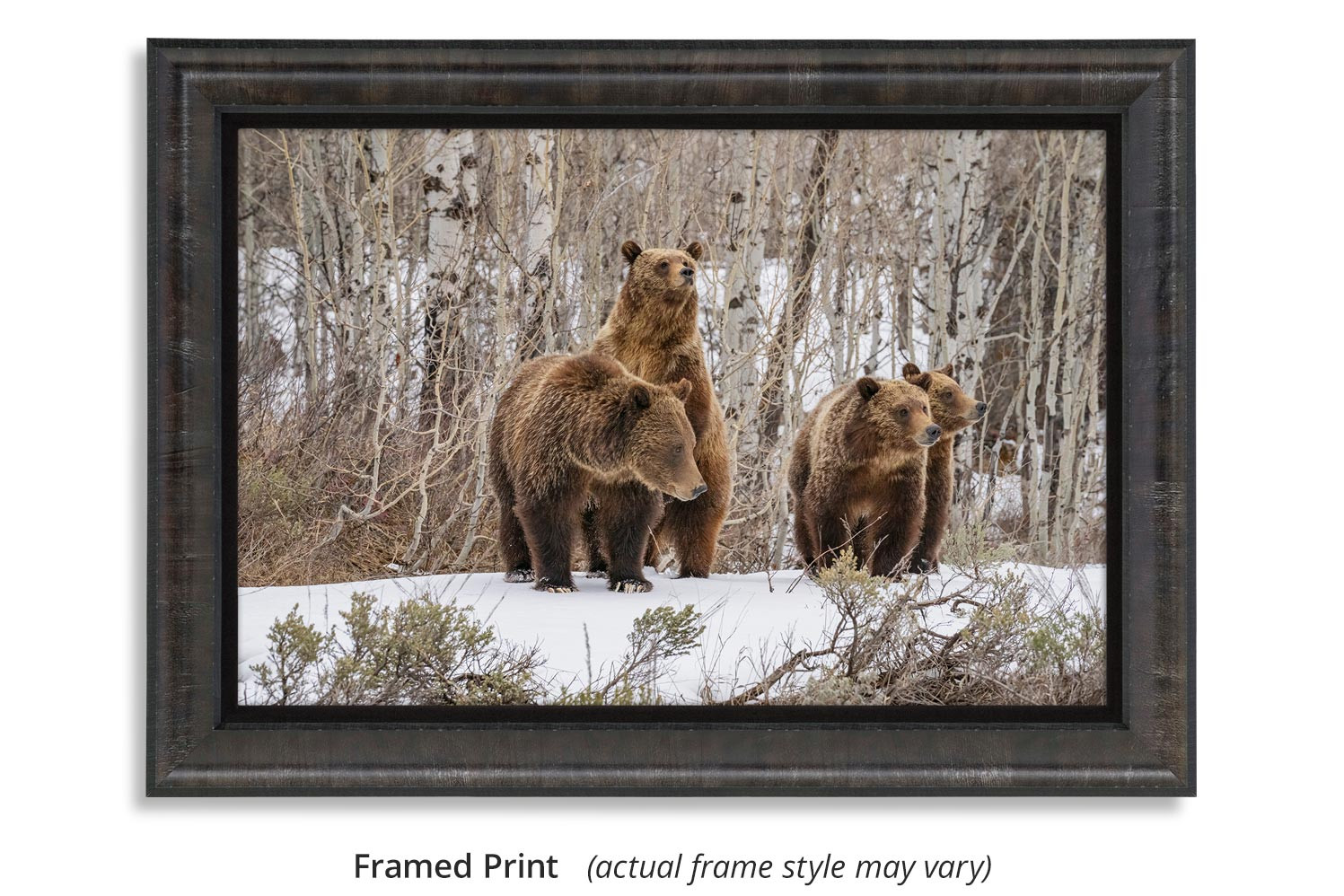 マ*ン様 作家様　ベージュとネイビーのクマ Among the Aspens – Grizzly 399 Print by Thomas D. Mangelsen
