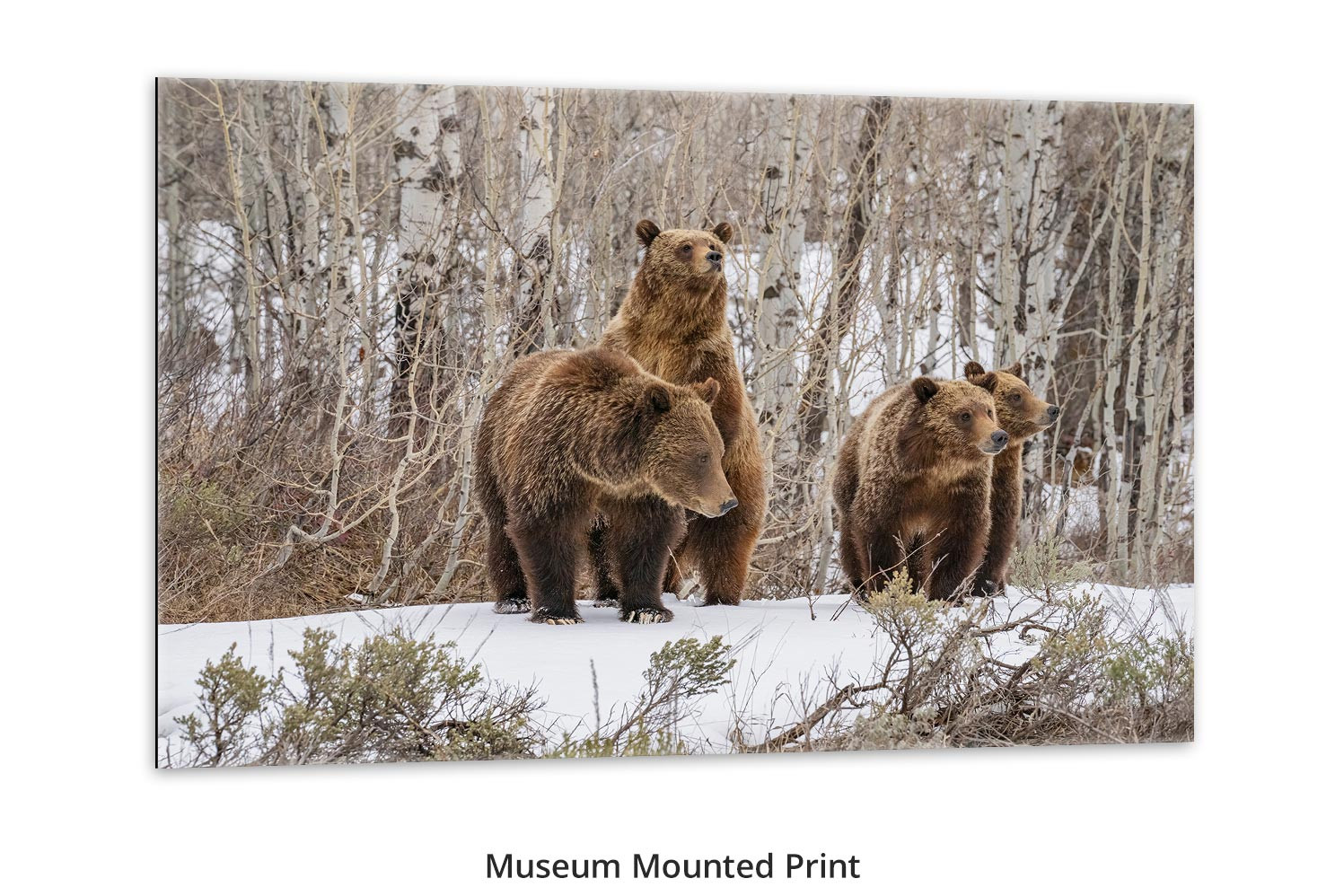 Among the Aspens – Grizzly 399 Print by Thomas D. Mangelsen