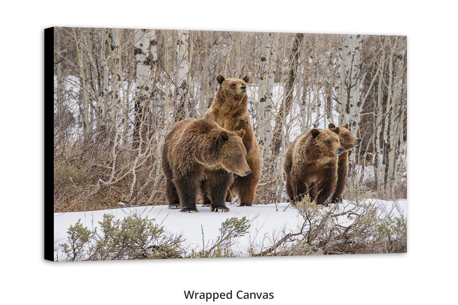 Among the Aspens – Grizzly 399 Print by Thomas D. Mangelsen