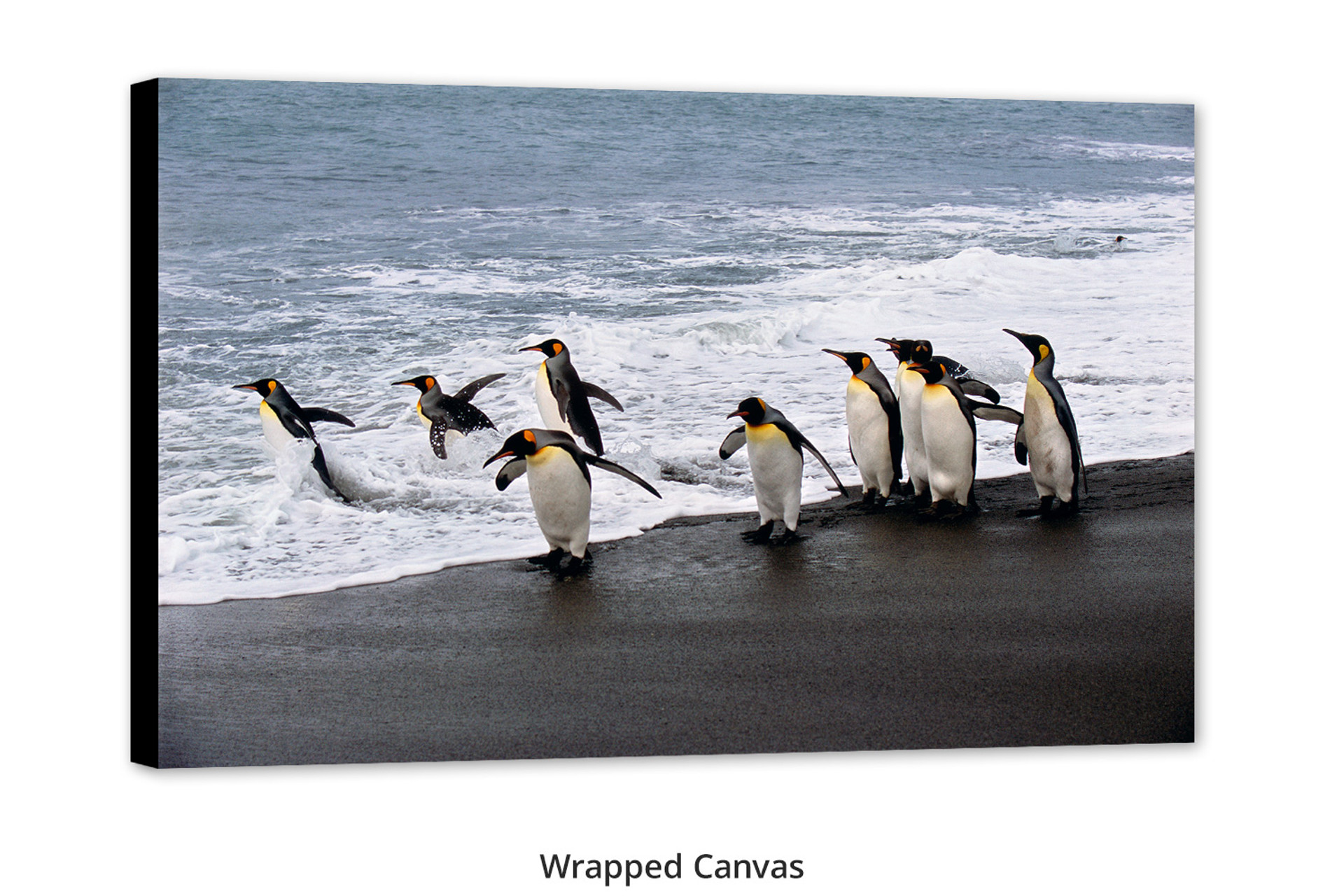 ミュージック s**t kingz flying first penguin 81YH5lUfUlL.jpg