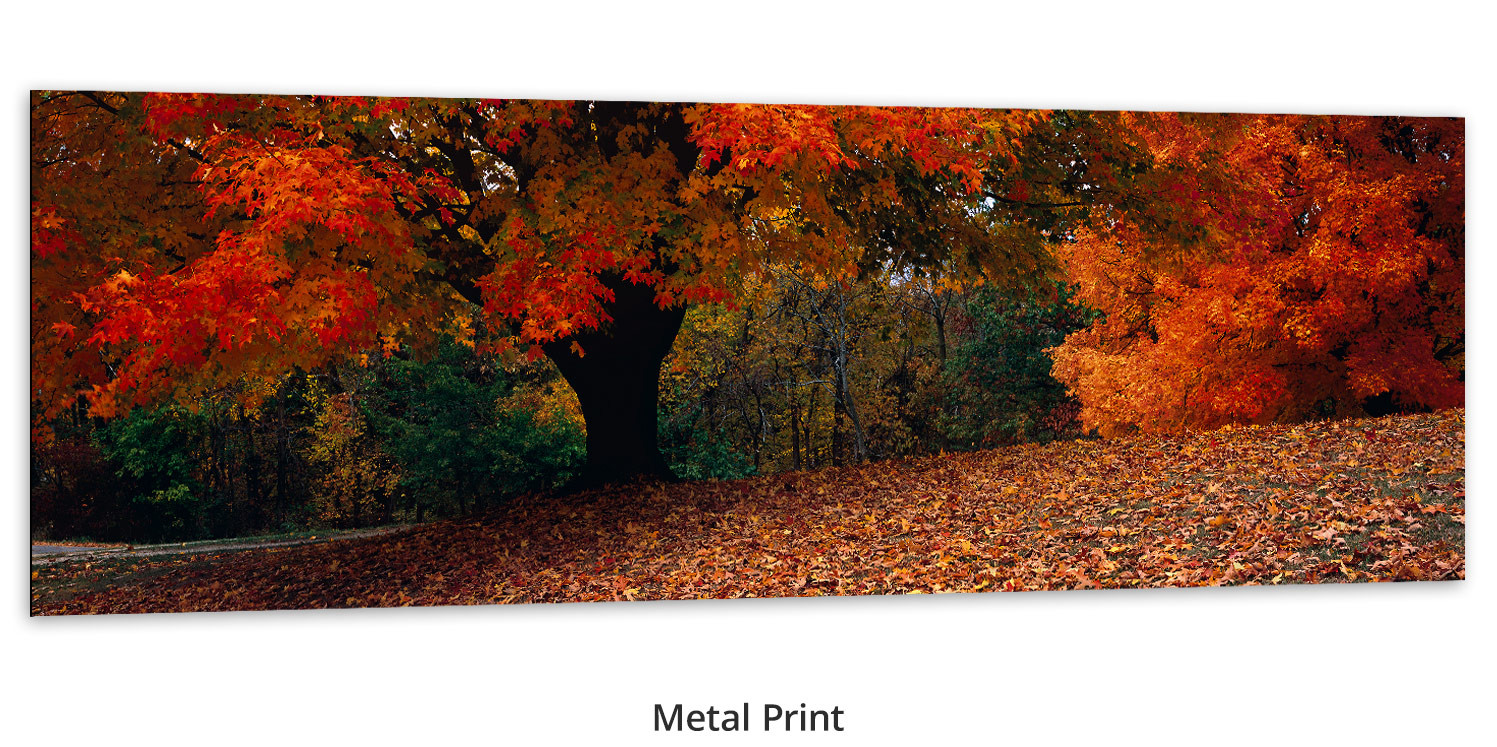 A Walk in the Woods Prints & Canvas by Thomas D. Mangelsen