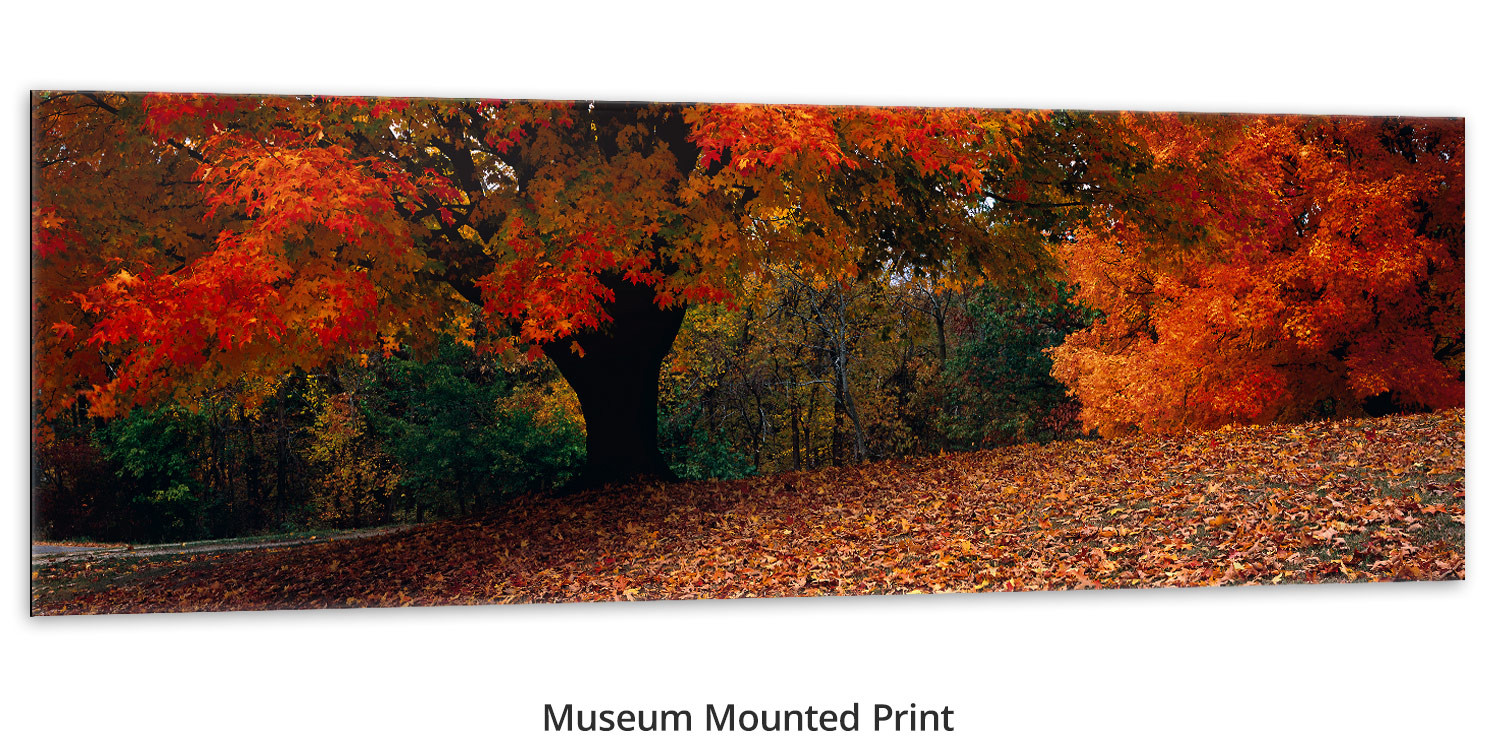 A Walk in the Woods Prints & Canvas by Thomas D. Mangelsen