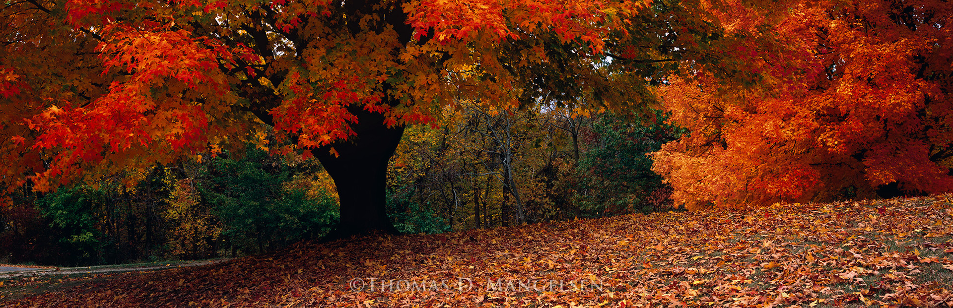 シム・シメール、【A Walk in the Woods Autumn 2】 A Walk in the Woods Prints & Canvas by Thomas D. Mangelsen