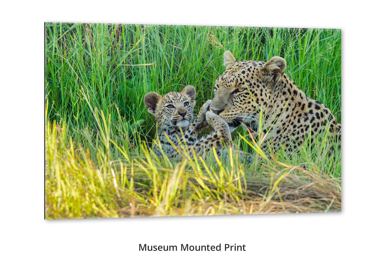 David cutler　mothers love 飾り絵 Mother leopard and cub wall art titled Mother's Love, Mangelsen