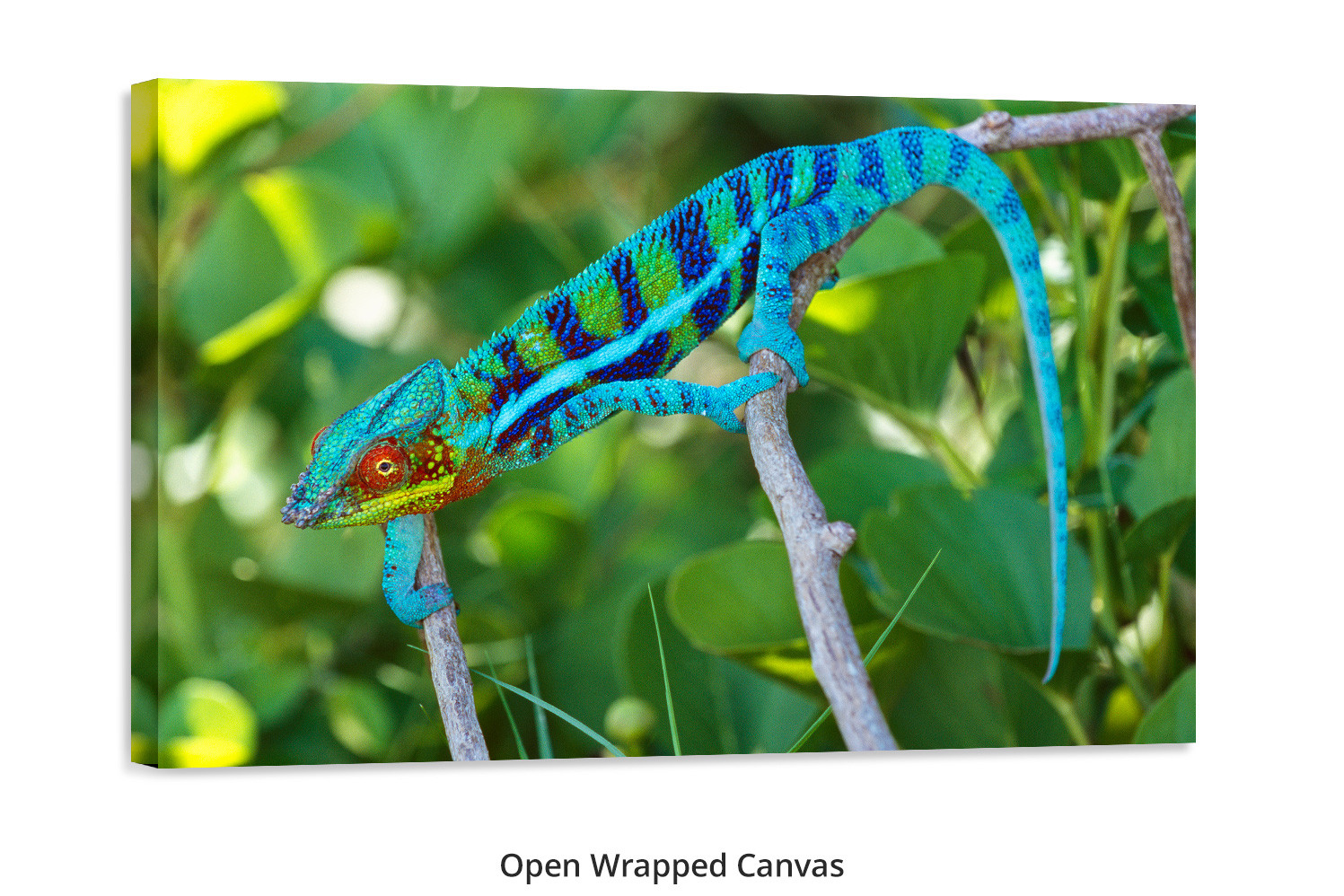 Colorful Chameleon by Thomas D. Mangelsen