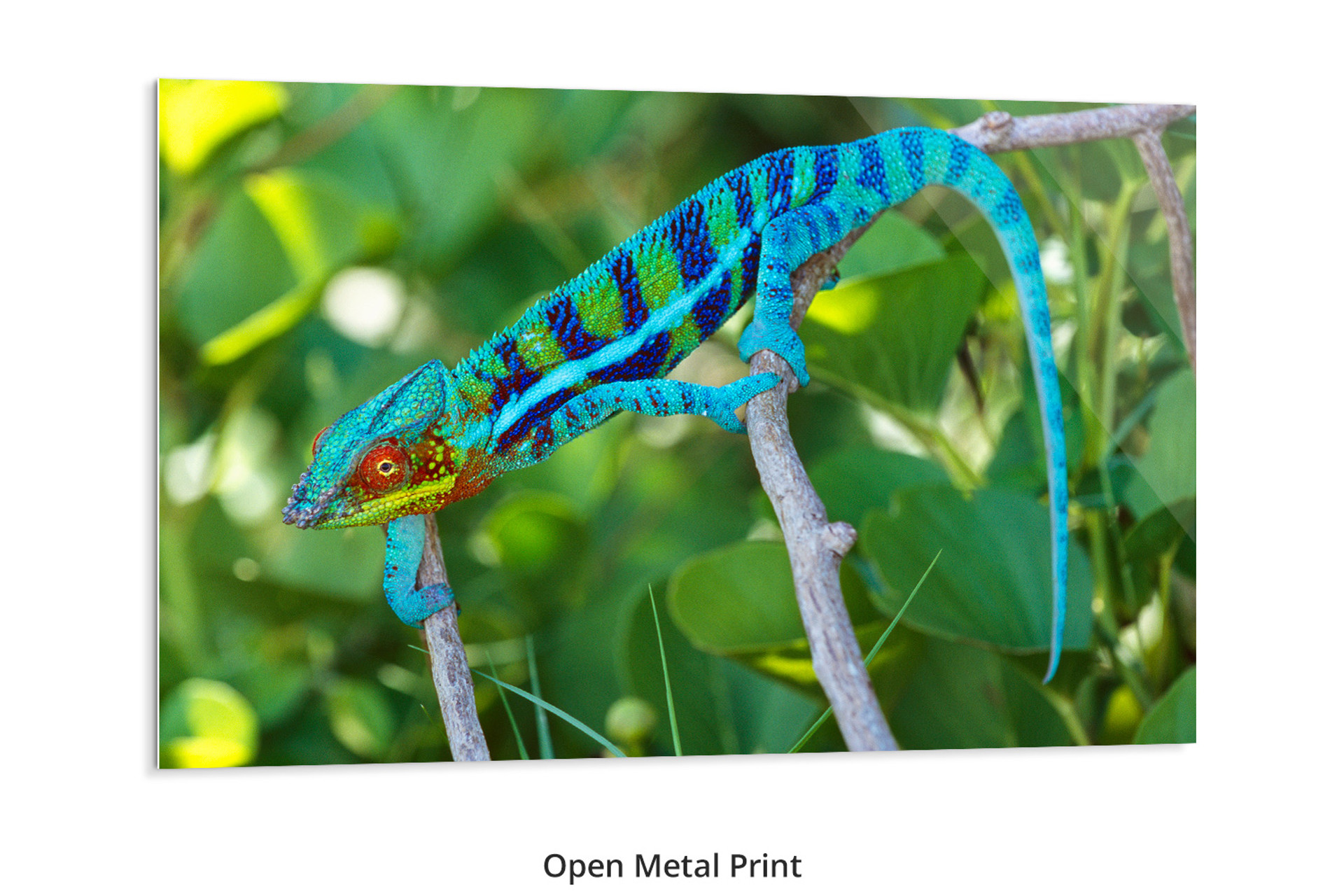 Colorful Chameleon by Thomas D. Mangelsen