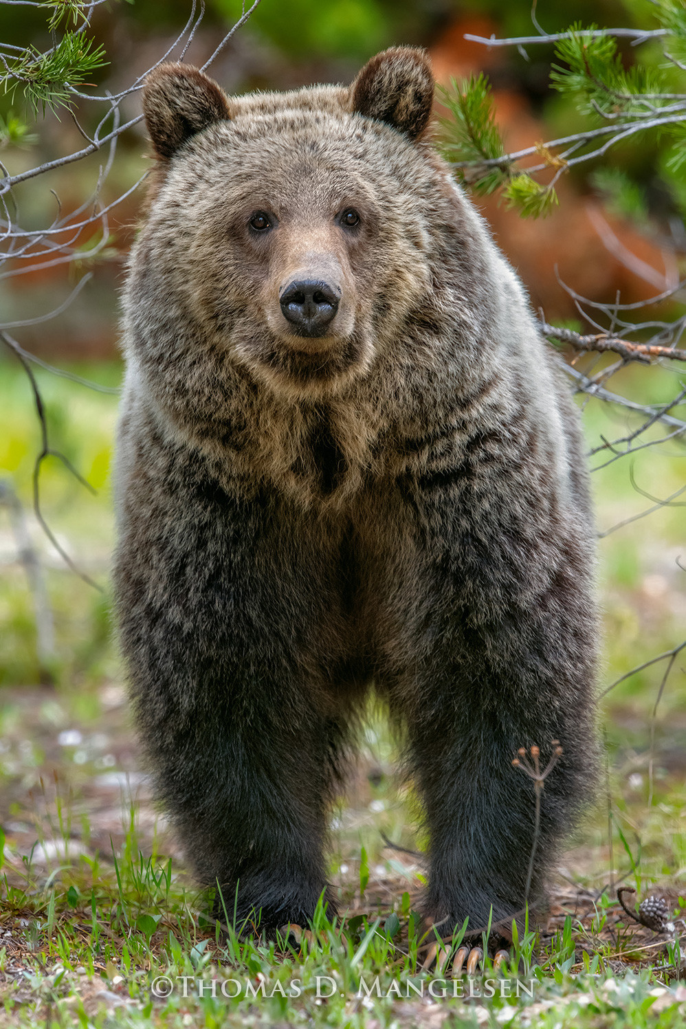 Eyes of the Grizzly II by Thomas D. Mangelsen