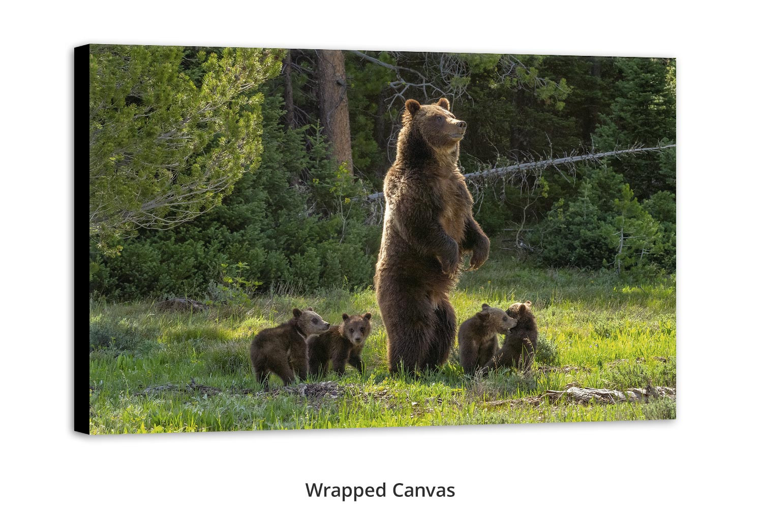 Grizzly 399 and cub room wall art Thomas Mangelsen
