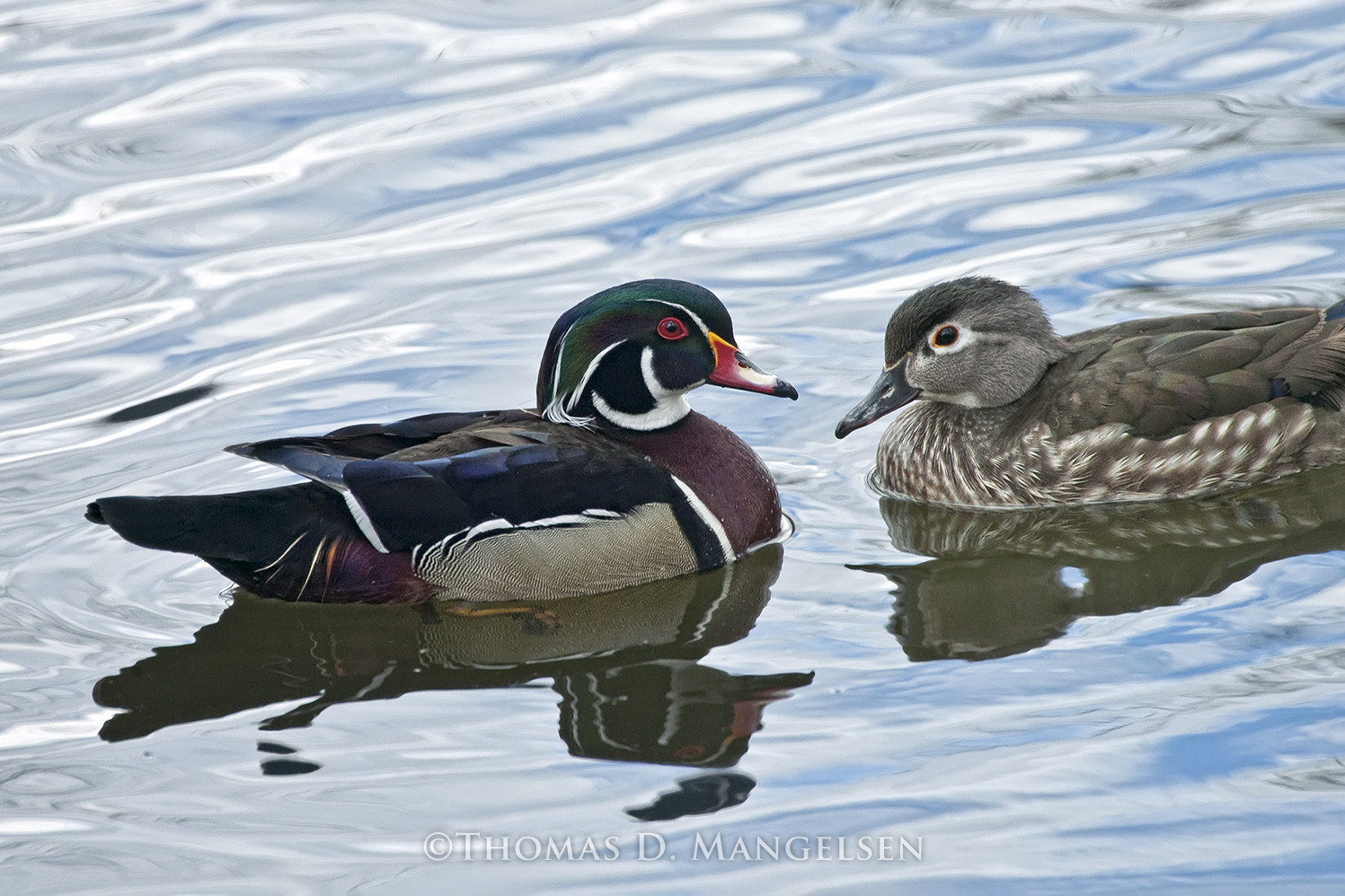 Spring Suitor - Wood Ducks by Thomas D. Mangelsen