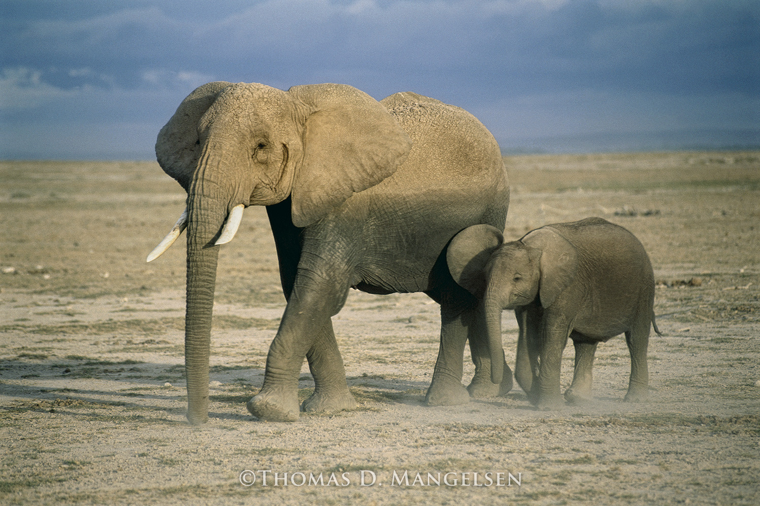 Learning the Way by Thomas D. Mangelsen