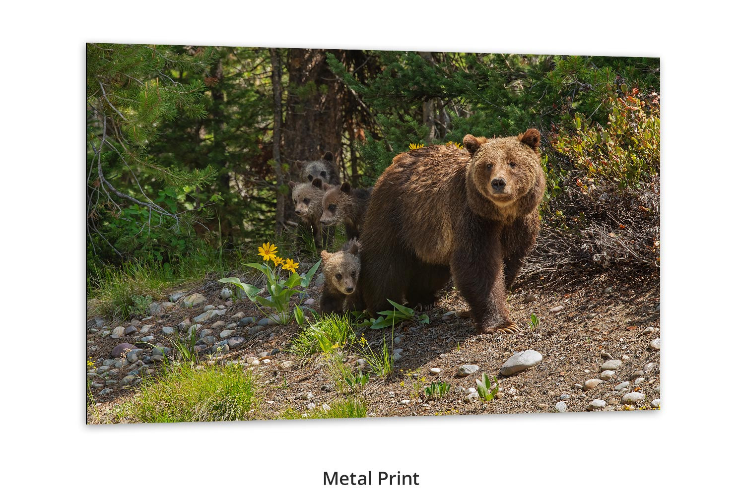 Mangelsen wall art of Mom grizzly bear with cubs