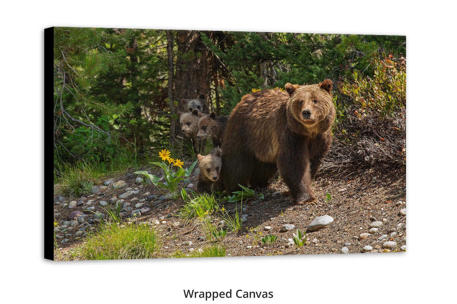 Mangelsen wall art of Mom grizzly bear with cubs