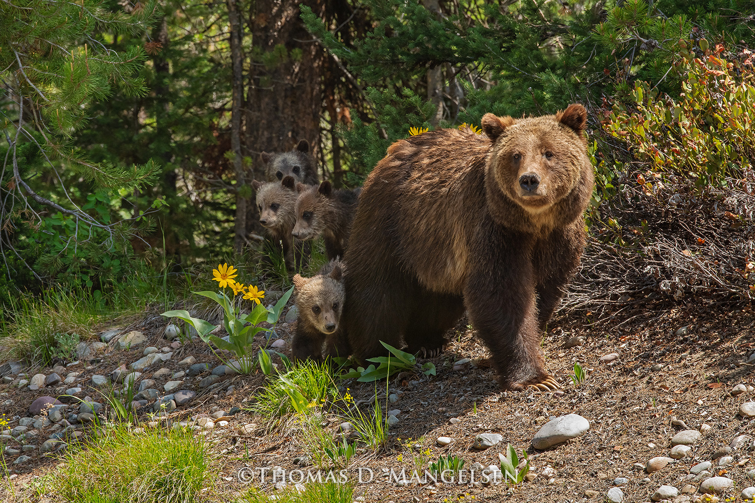 その他 L GEAR SOLID TRADING CARD GRIZZLY 30 Mangelsen wall art of Mom grizzly bear with cubs