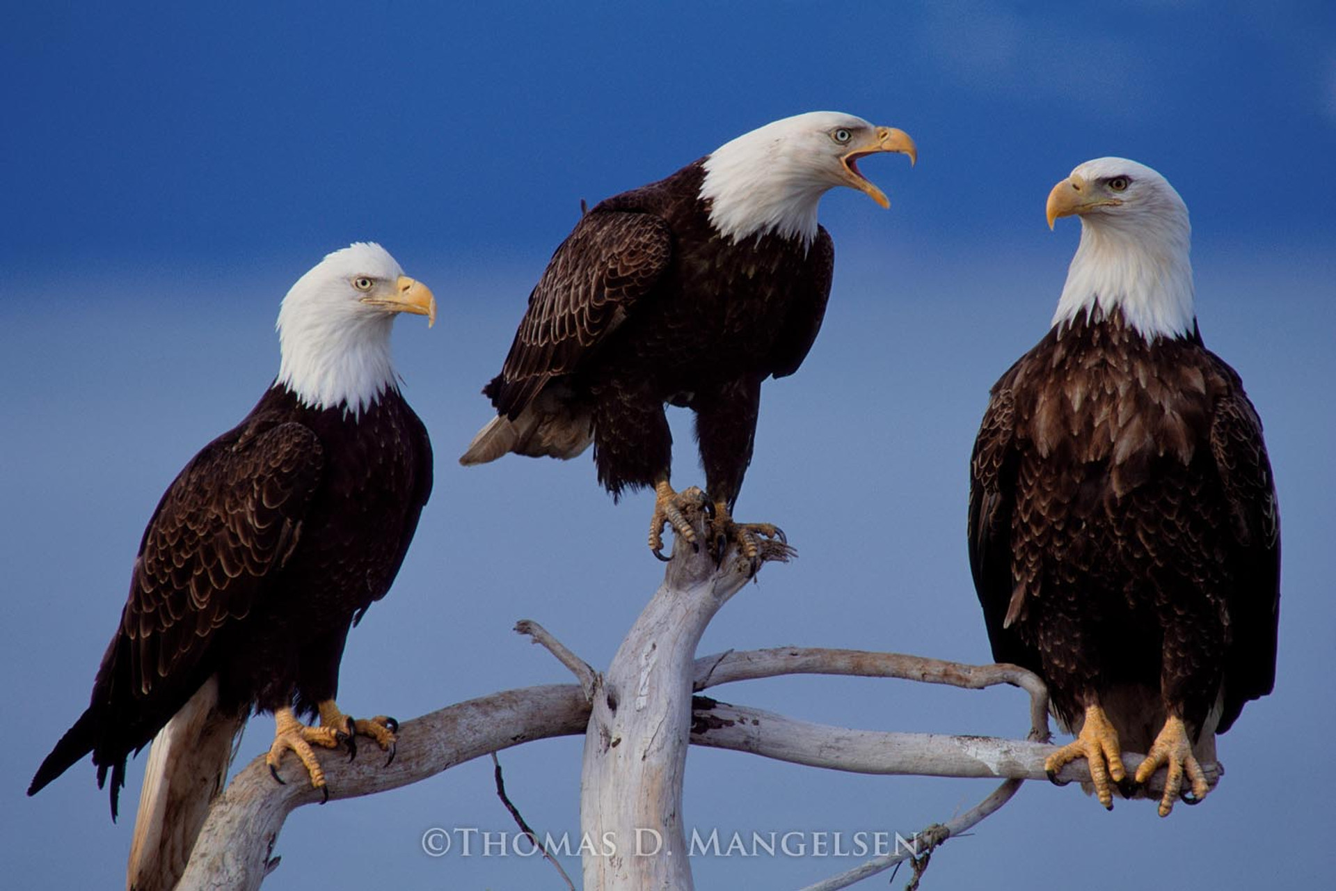 A Council of Three - Bald Eagles