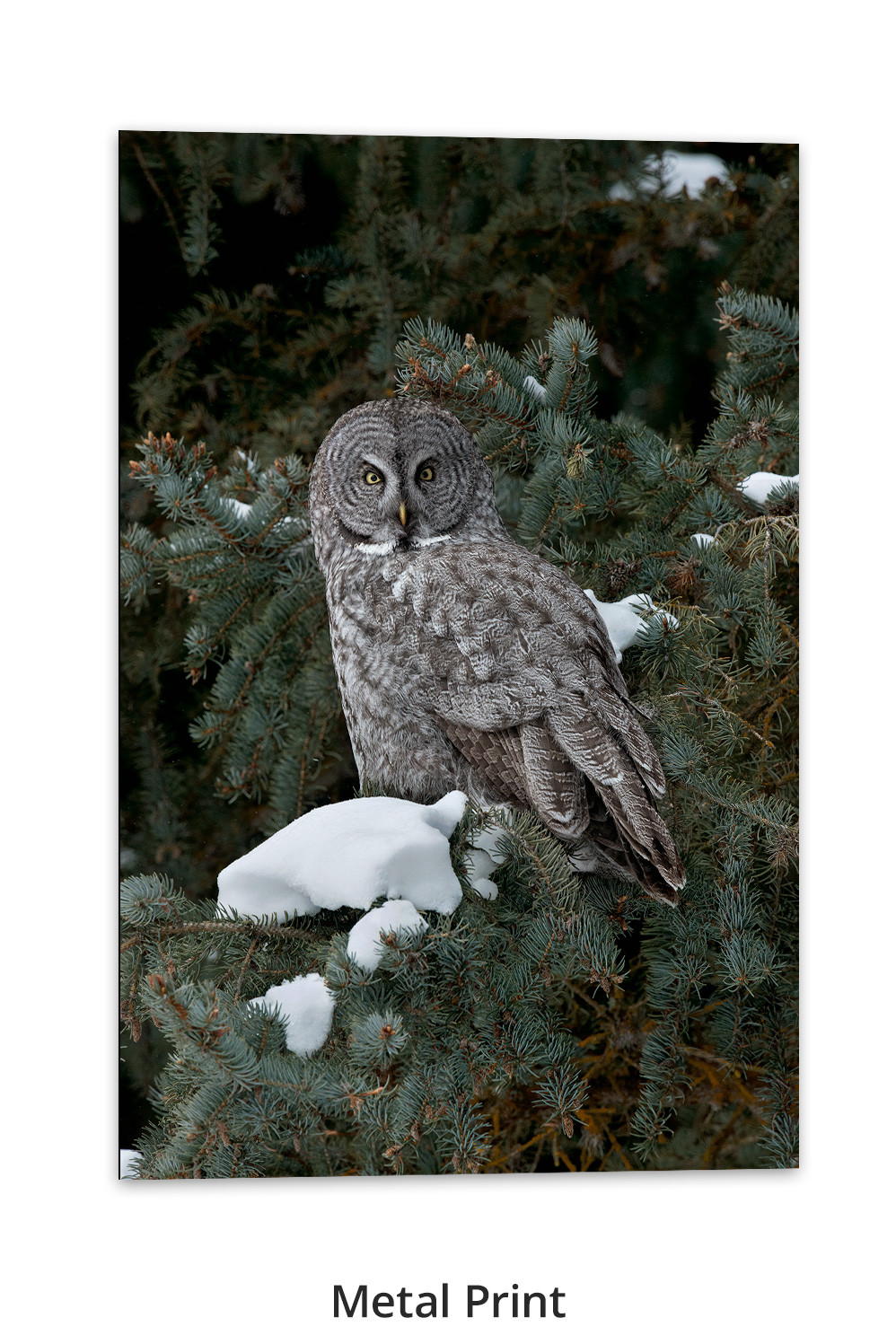 Great gray owl room wall art Thomas D. Mangelsen
