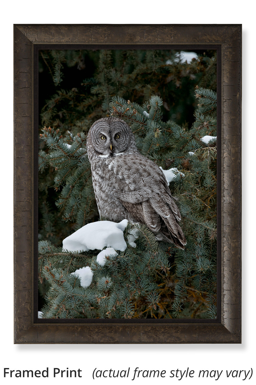 Great gray owl room wall art Thomas D. Mangelsen