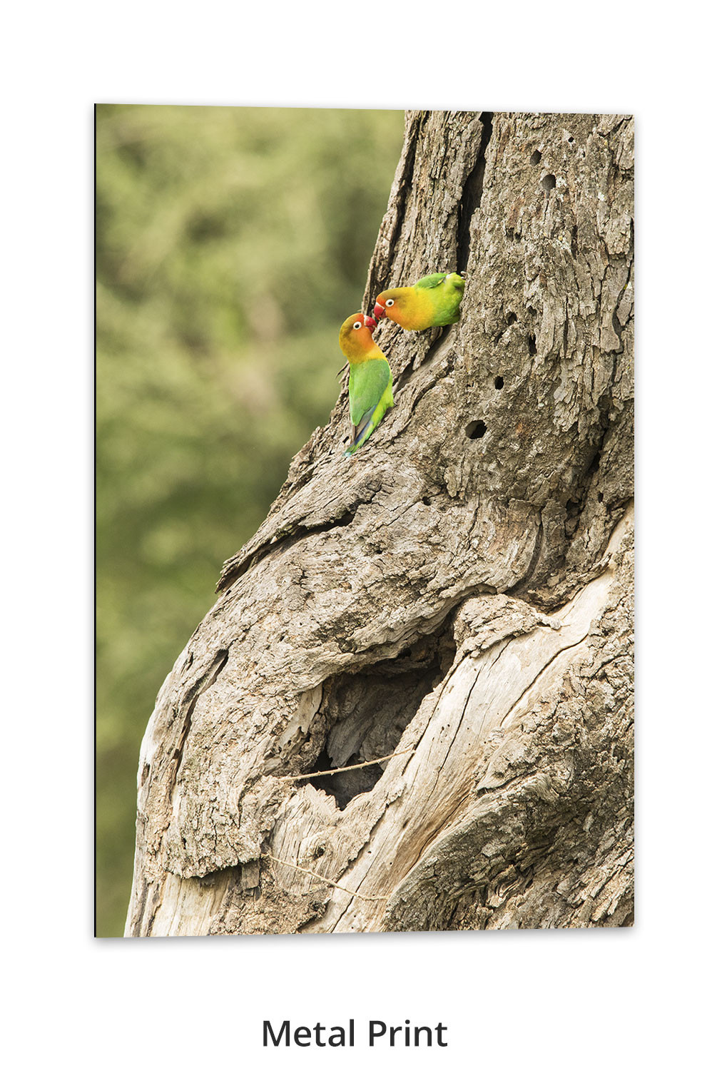 The Love Birds by Thomas D. Mangelsen