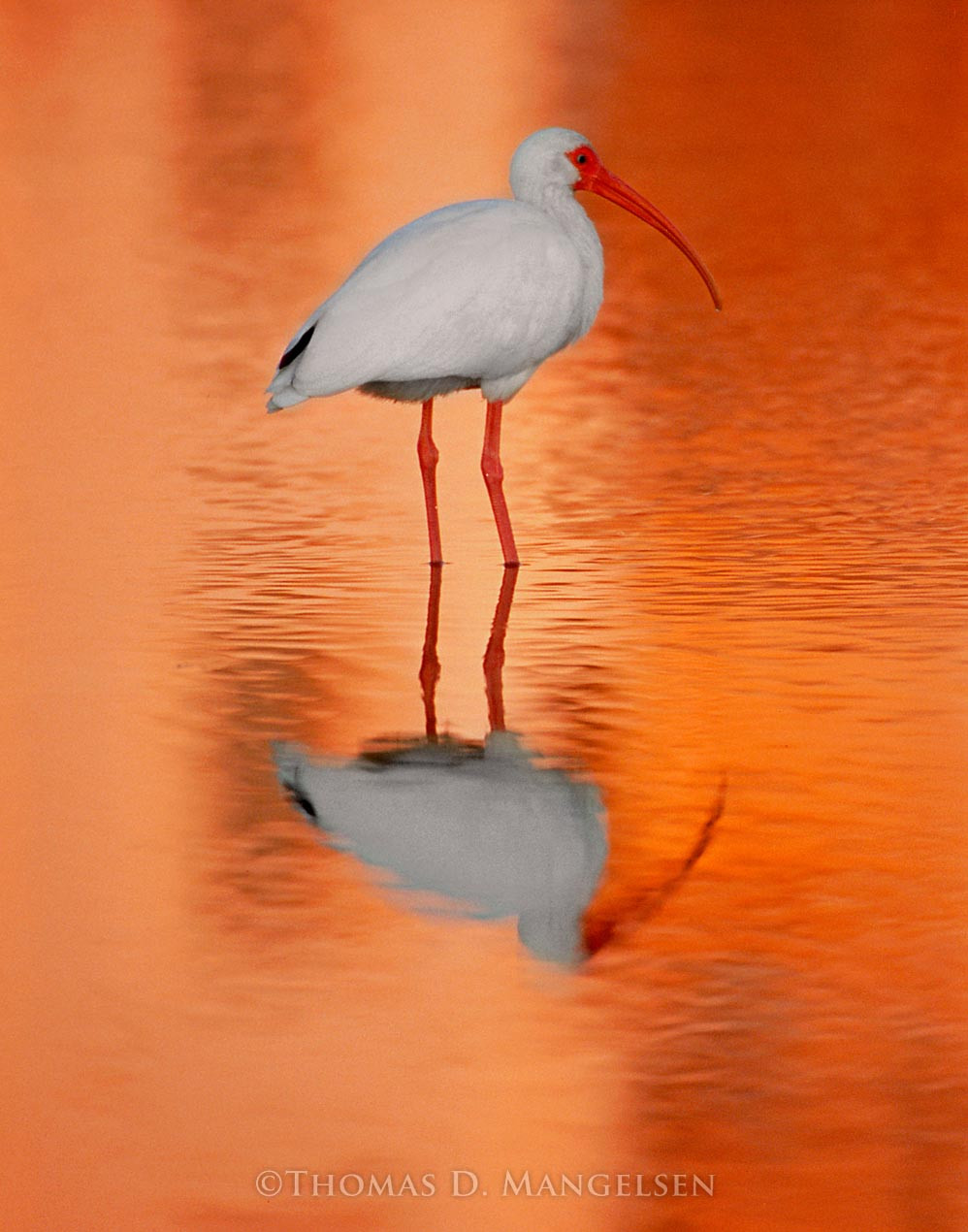 Shallow Waters - White Ibis by Thomas D. Mangelsen