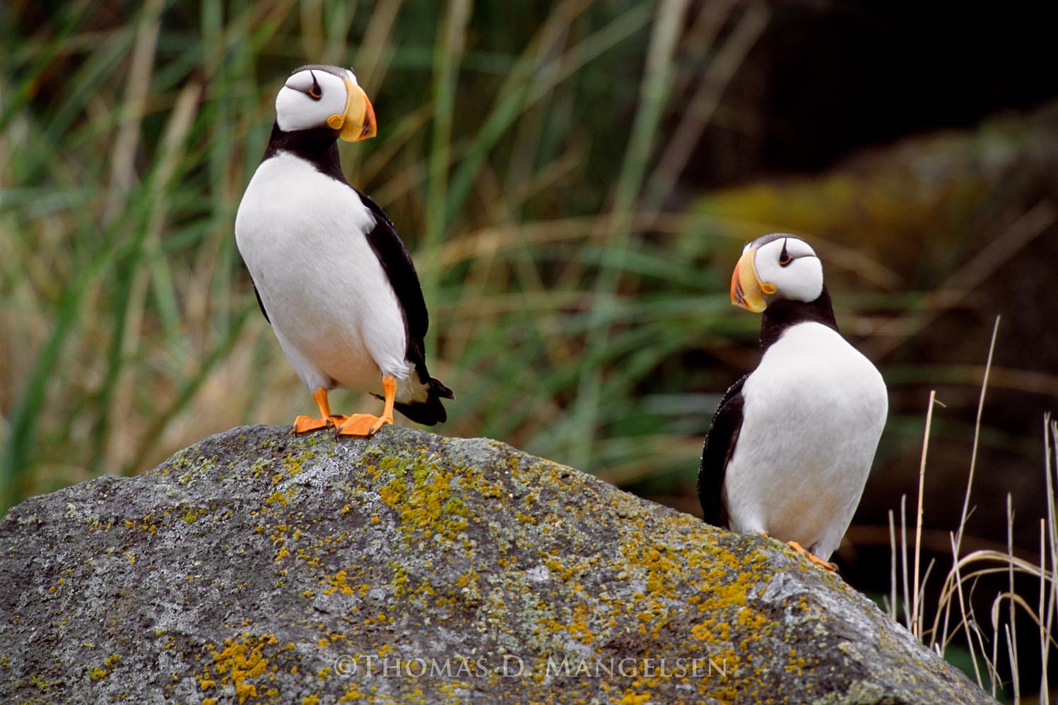 Cliff Dwellers - Puffin Pair by Thomas D. Mangelsen