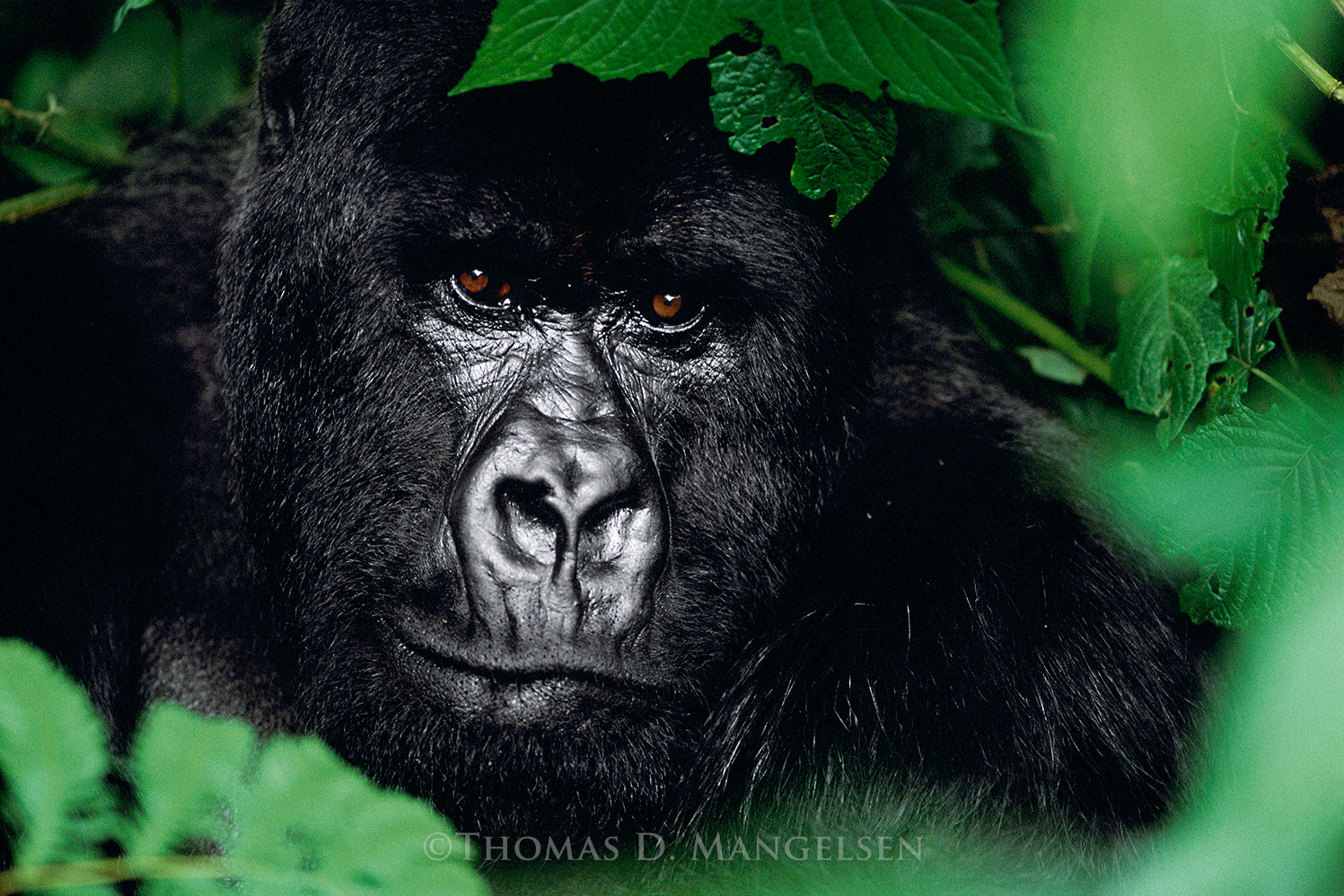 Gentle Giant - The Silverback by Thomas D. Mangelsen