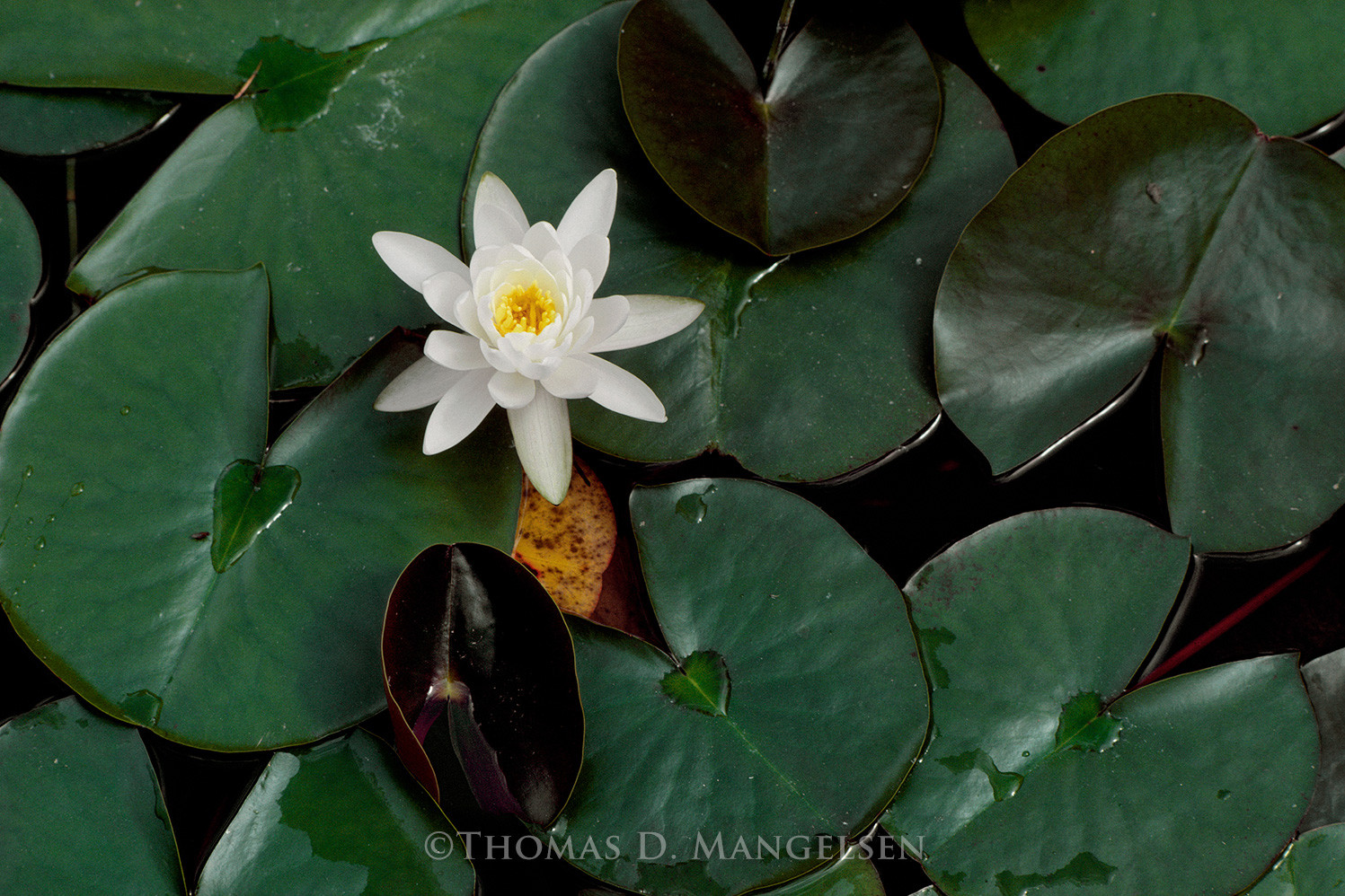 Single Lily by Thomas D. Mangelsen