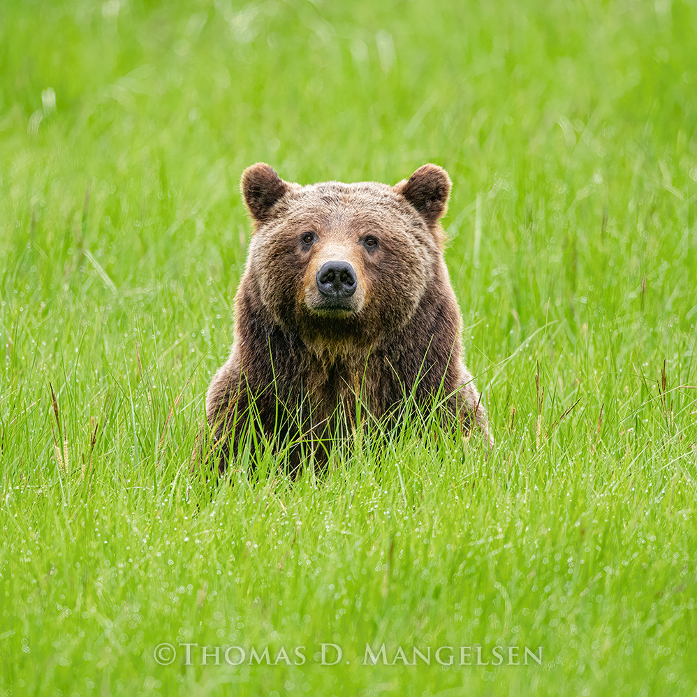 One Special Bear - Grizzly 399 by Thomas D. Mangelsen