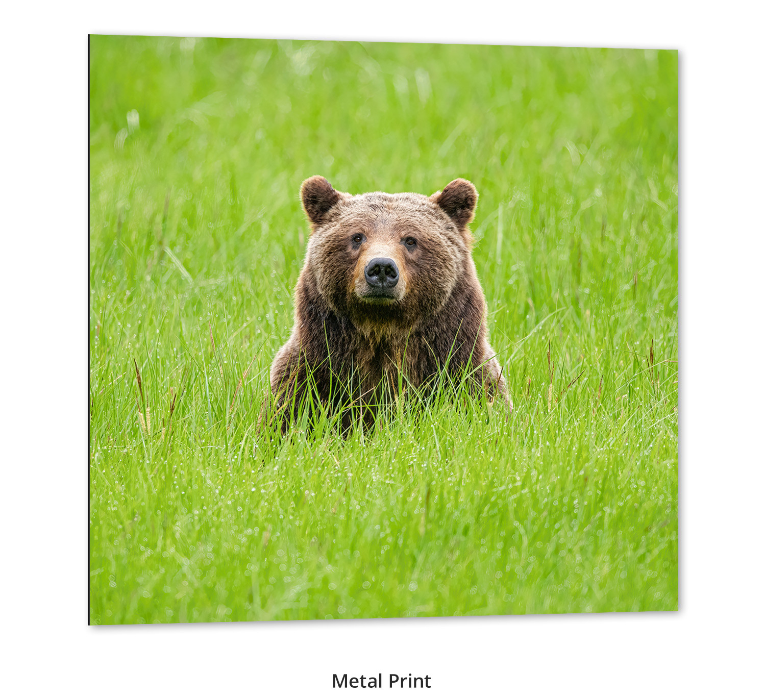 One Special Bear - Grizzly 399 by Thomas D. Mangelsen