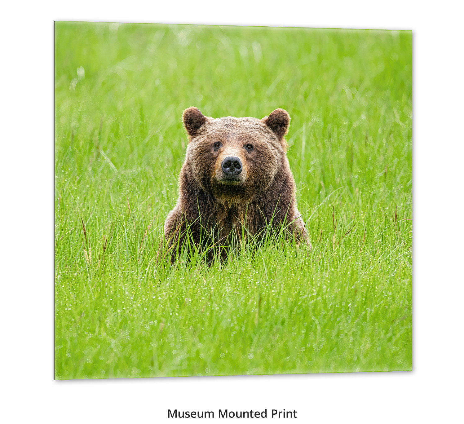 One Special Bear - Grizzly 399 by Thomas D. Mangelsen