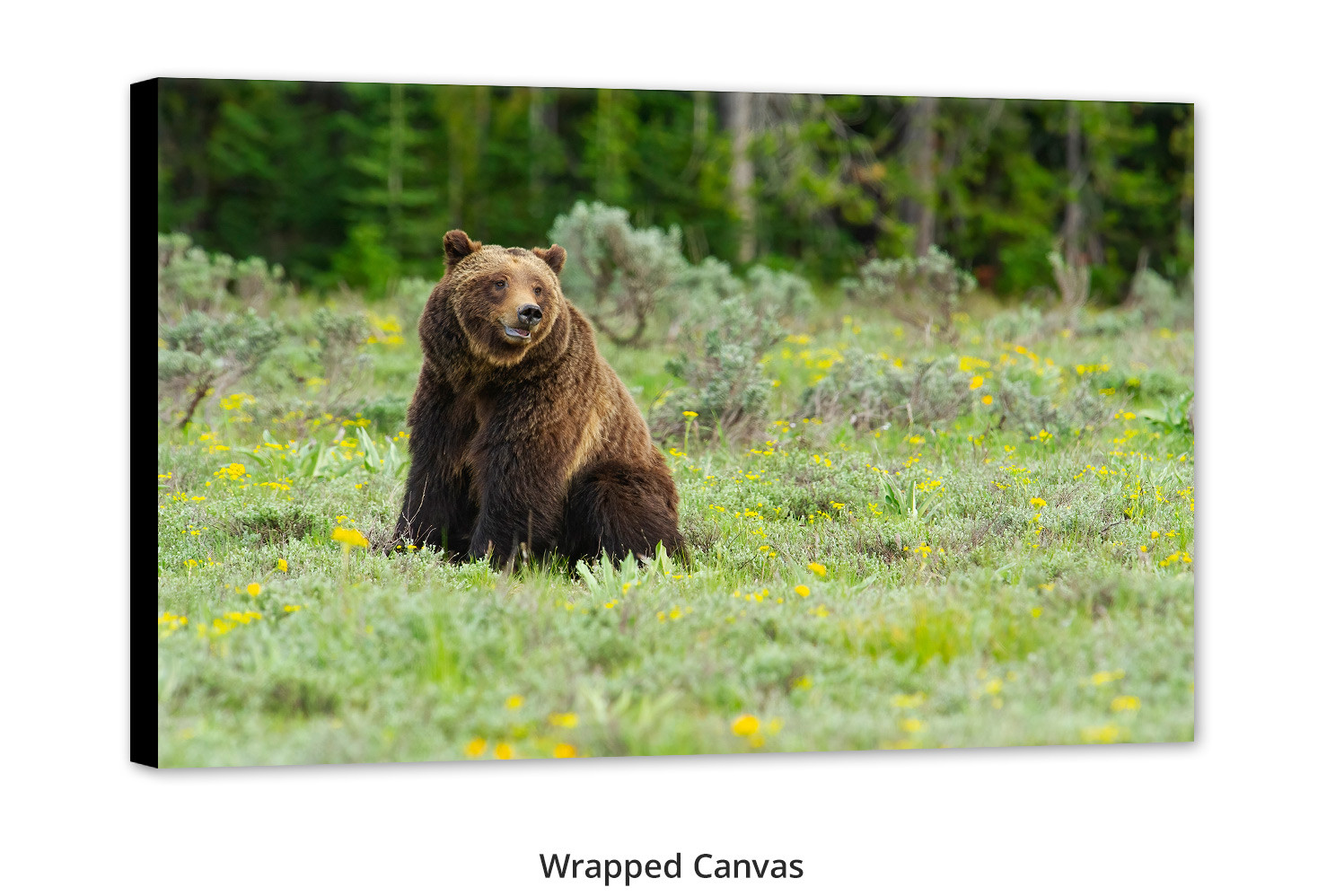 399 Among the Flowers by Thomas D. Mangelsen