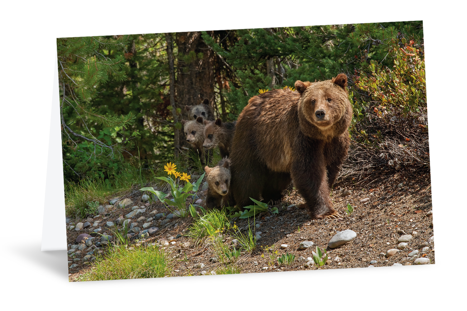 The Gift of Grizzly 399 Art Card Pack