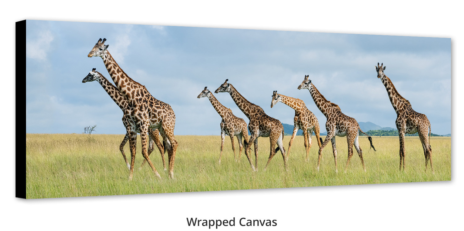 Giraffes walking across the plains of Africa by Thomas D. Mangelsen