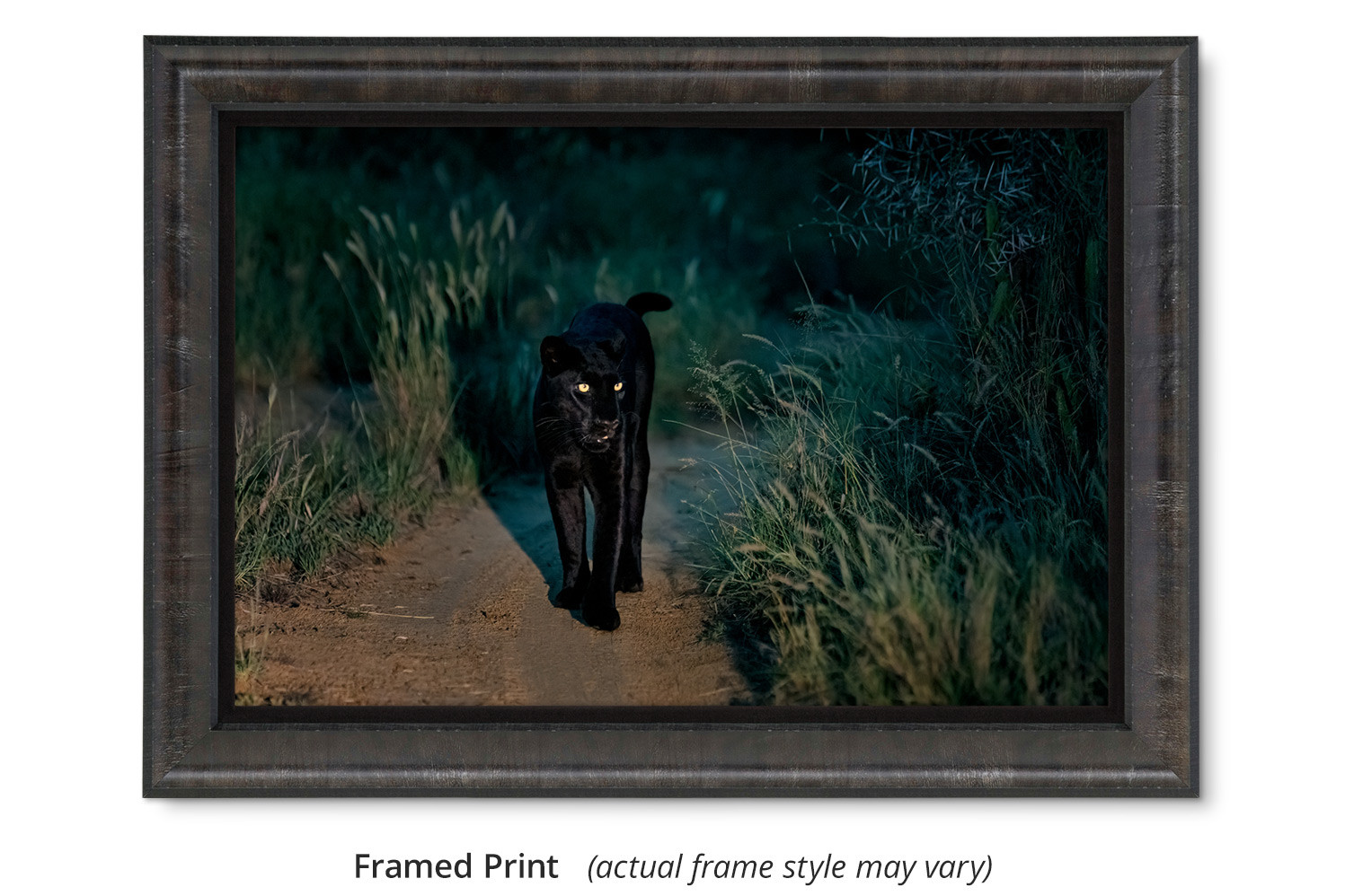 Black Leopard Walking down Path by Thomas D. Mangelsen