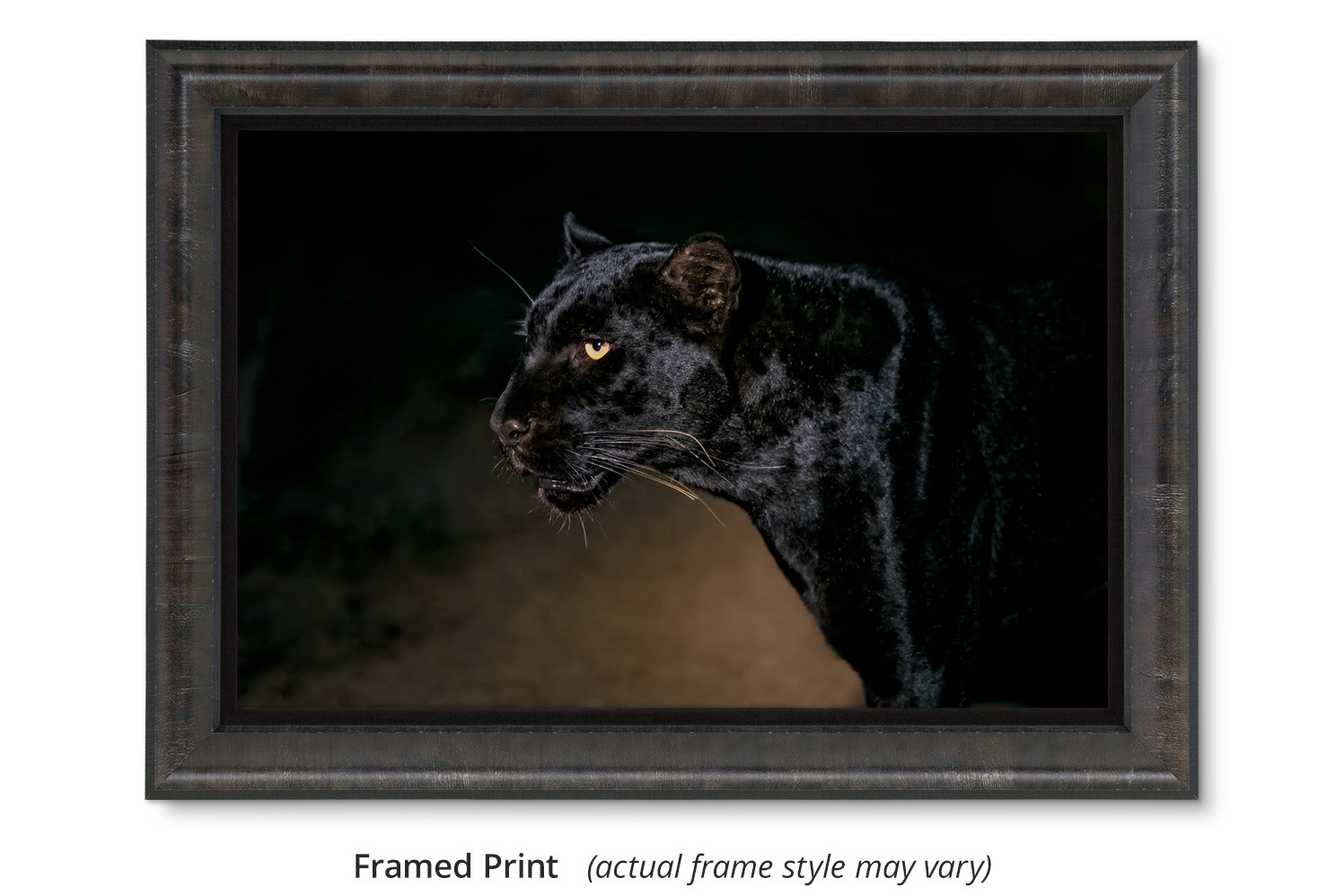 Black Leopard Portrait by Thomas D. Mangelsen