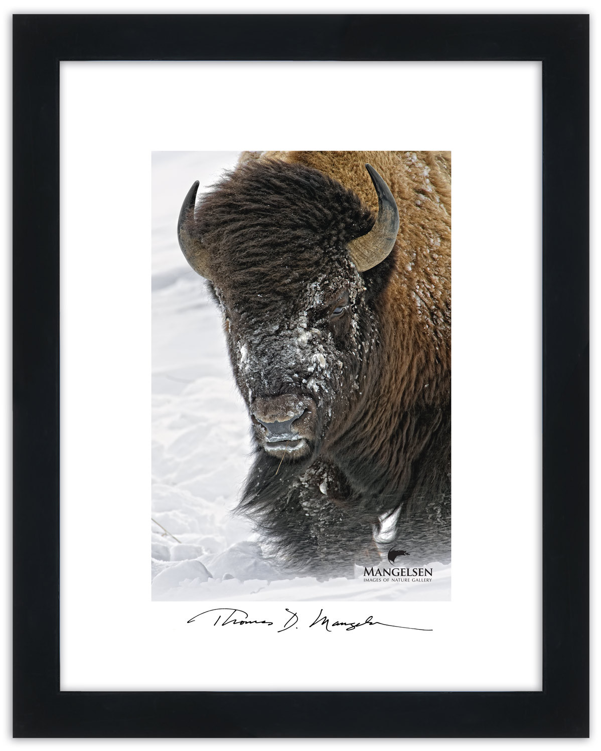 Yellowstone bison Artisan Poster by Thomas D. Mangelsen