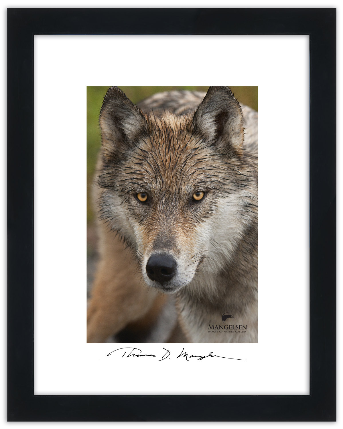 A lone Alaskan gray wolf Artisan Poster