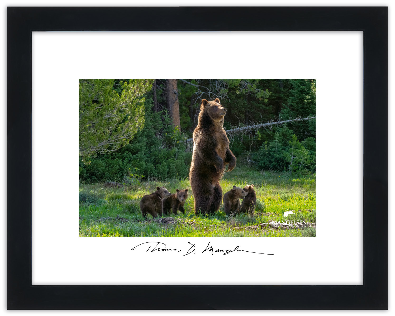 Grizzly 399 and cubs wildlife artisan photography poster by Thomas