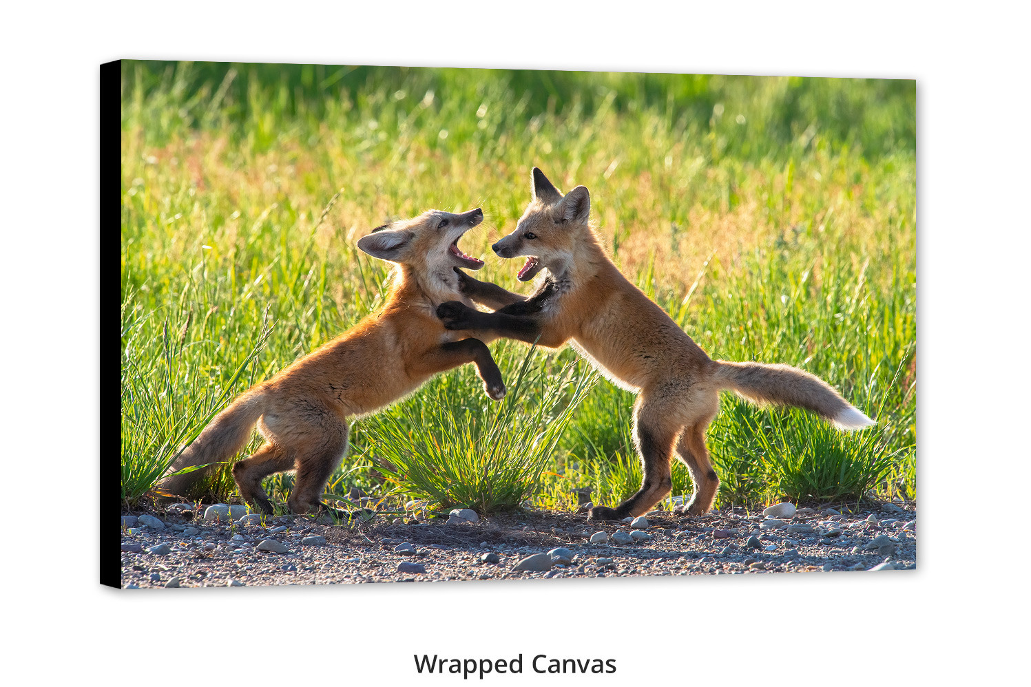 Rough Housing - Red Fox Kits | Grand Teton National Park Wildlife