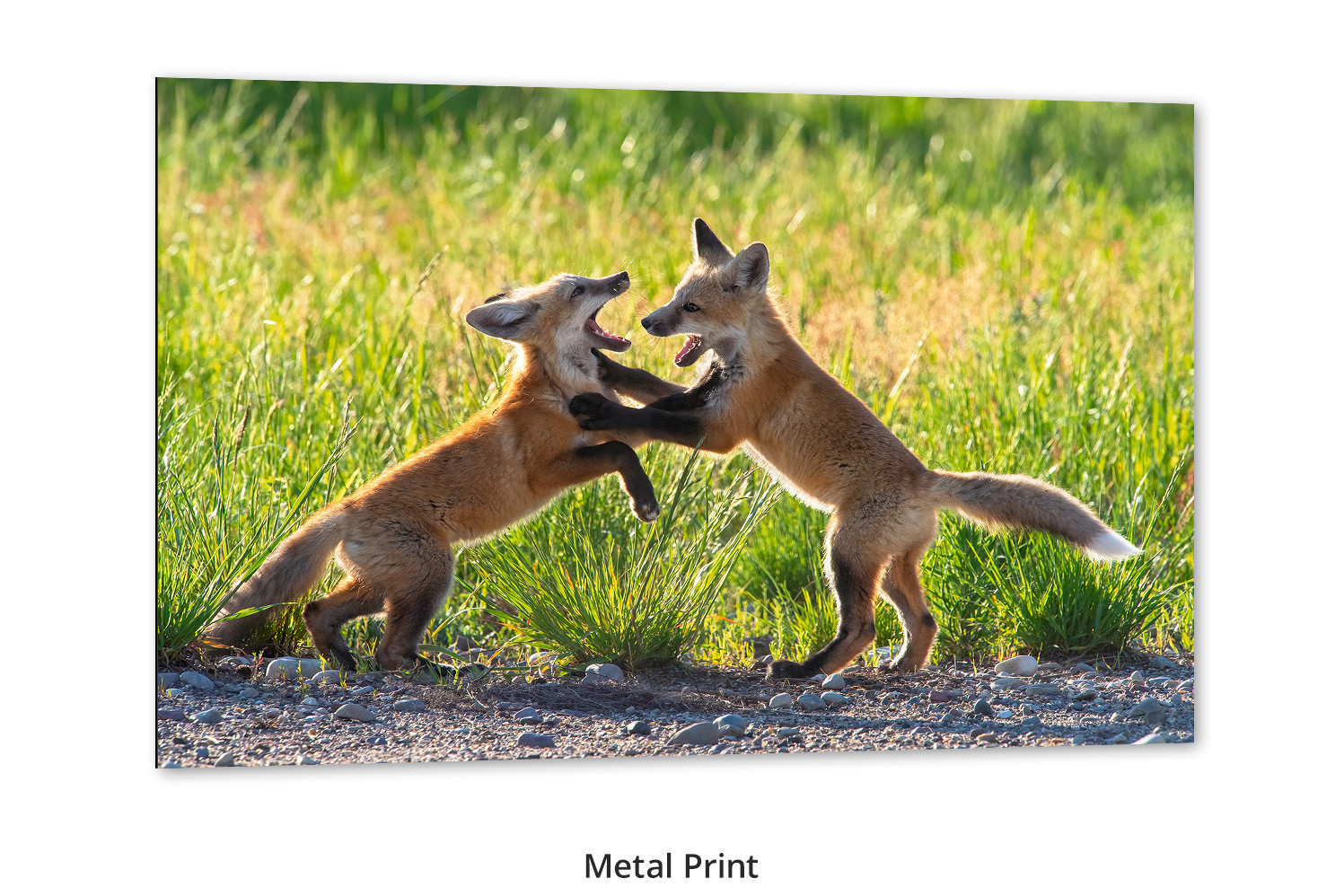 Rough Housing - Red Fox Kits | Grand Teton National Park Wildlife