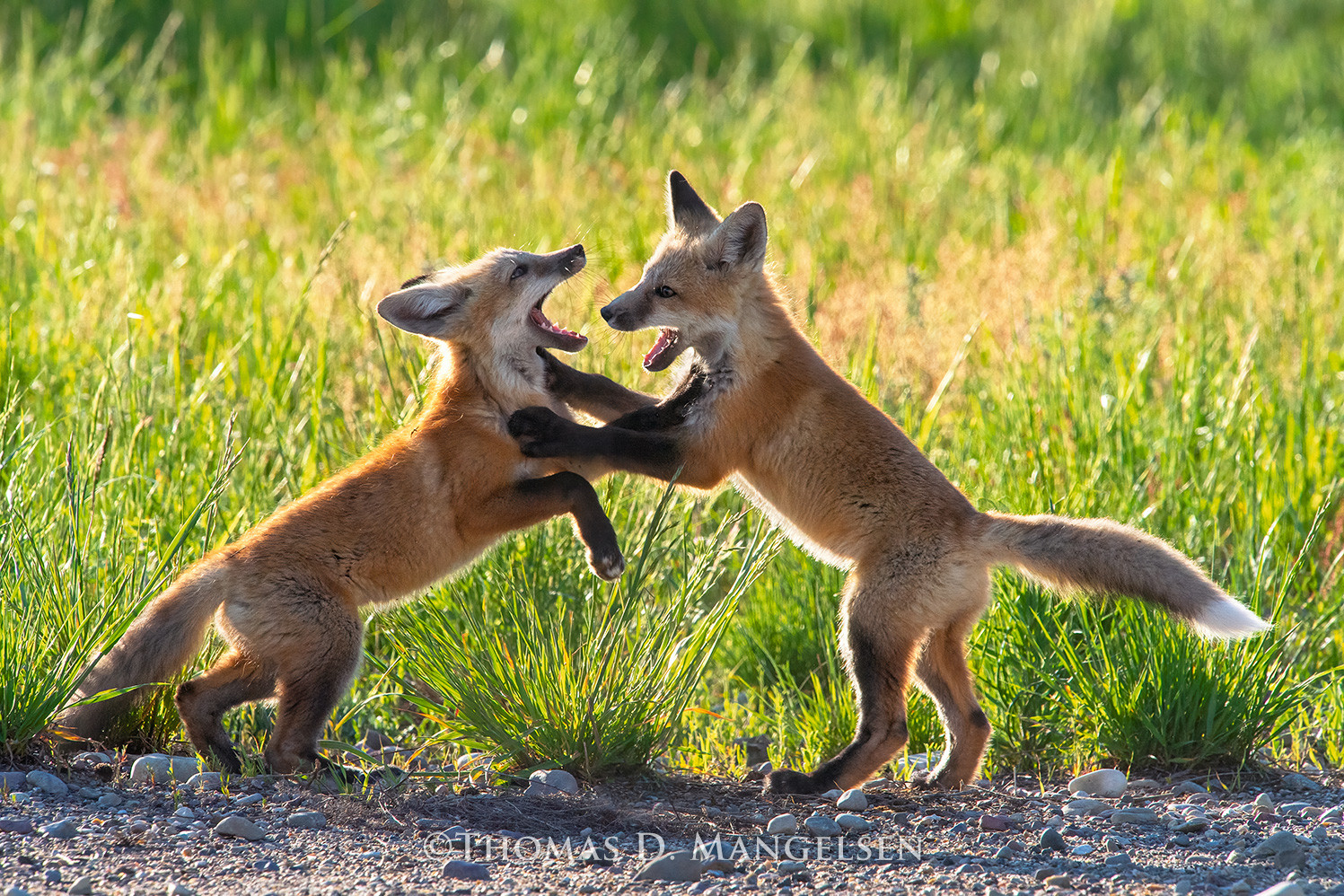 red fox grey fox アルバム Rough Housing - Red Fox Kits | Grand Teton National Park Wildlife