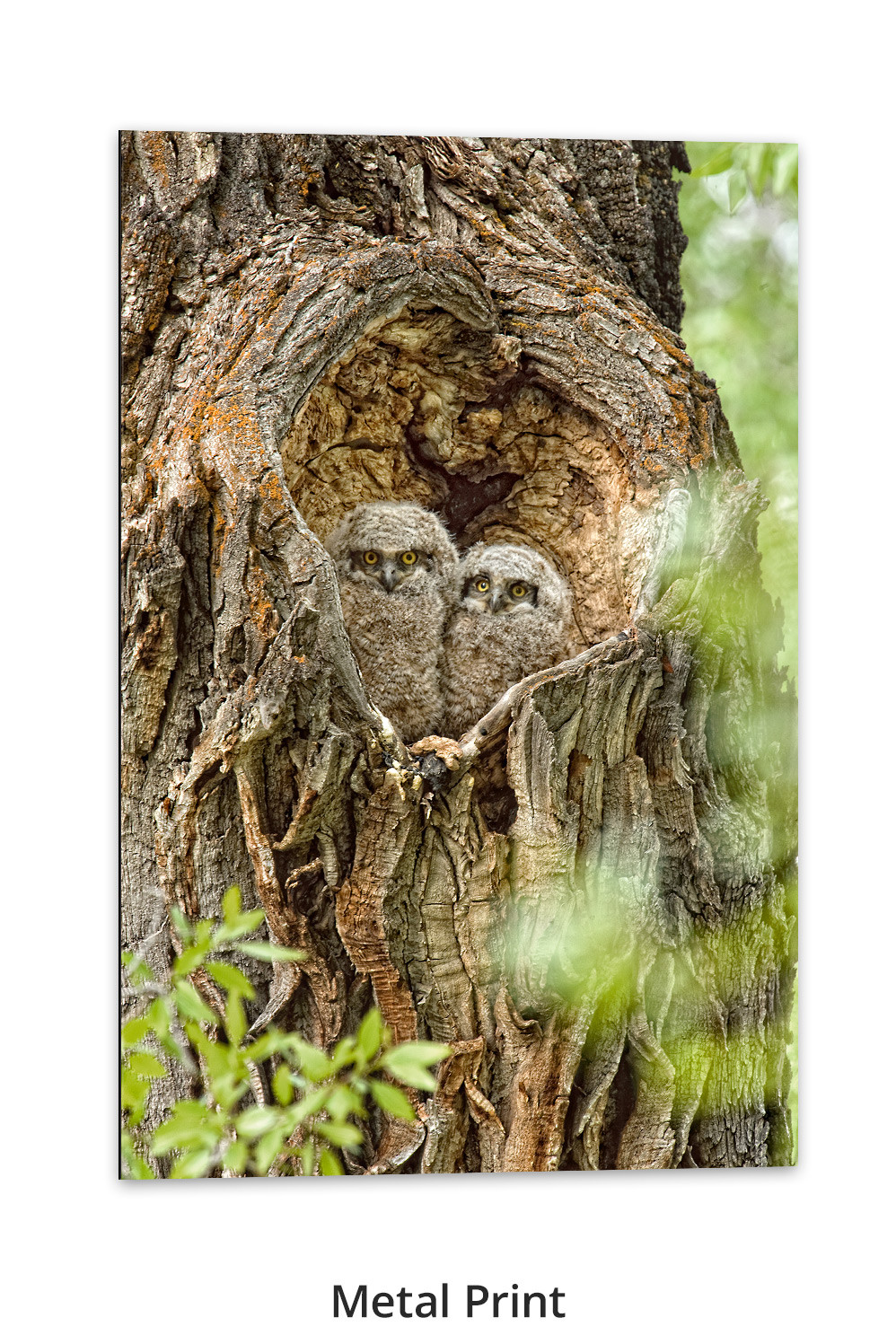 Heart of the Cottonwood - Great Horned Owlets by Thomas D. Mangelsen