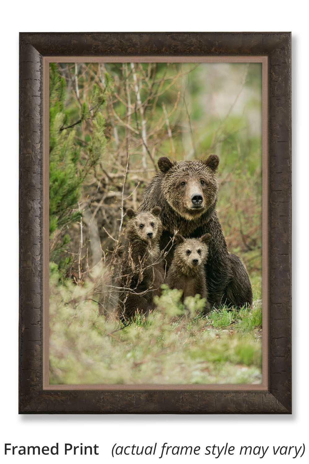 Mother's Love – Grizzly 399 & Cubs Print by Thomas D. Mangelsen