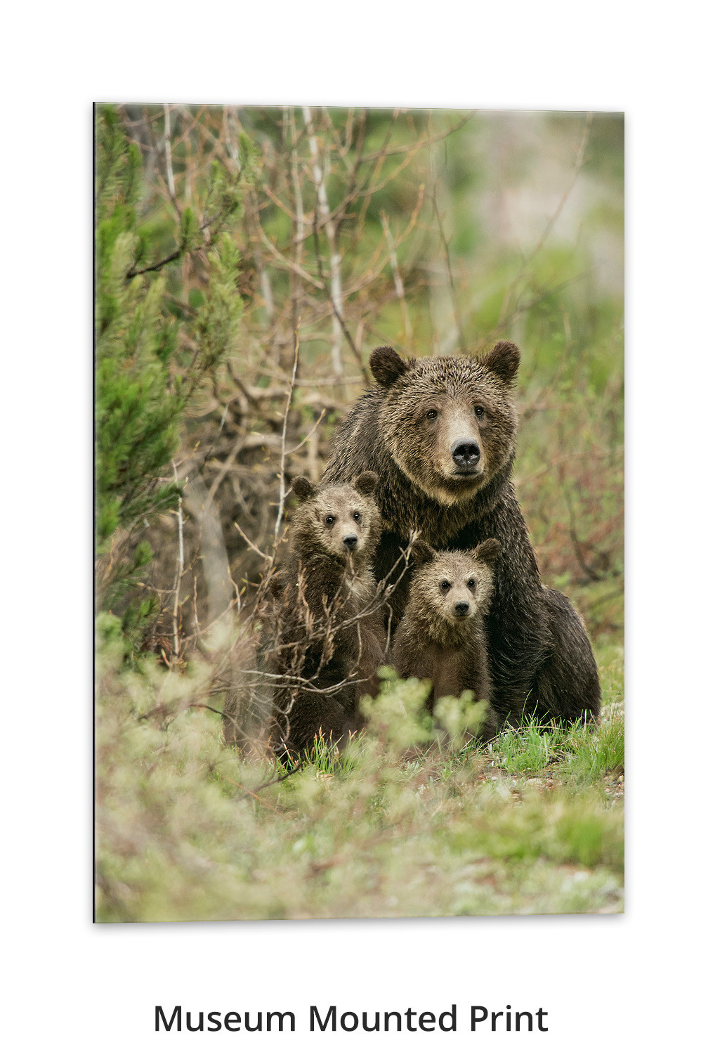 Mother's Love – Grizzly 399 & Cubs Print by Thomas D. Mangelsen