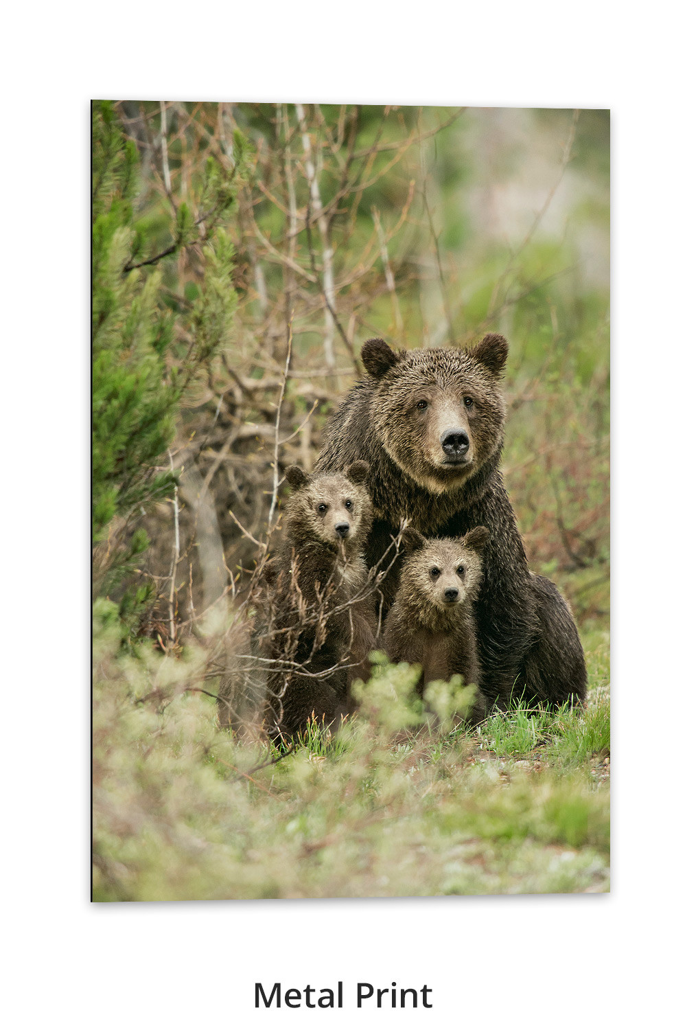 Mother's Love – Grizzly 399 & Cubs Print by Thomas D. Mangelsen