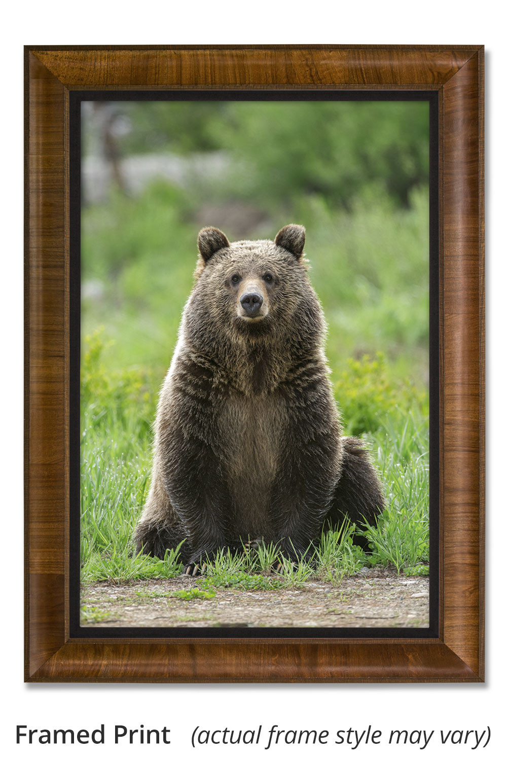 Portrait of a Grizzly by Thomas D. Mangelsen