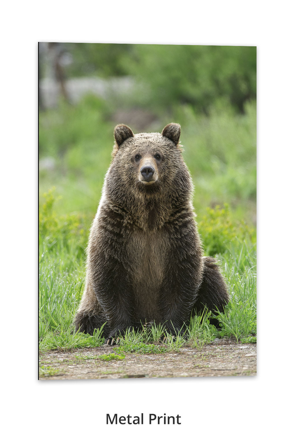 Portrait of a Grizzly by Thomas D. Mangelsen